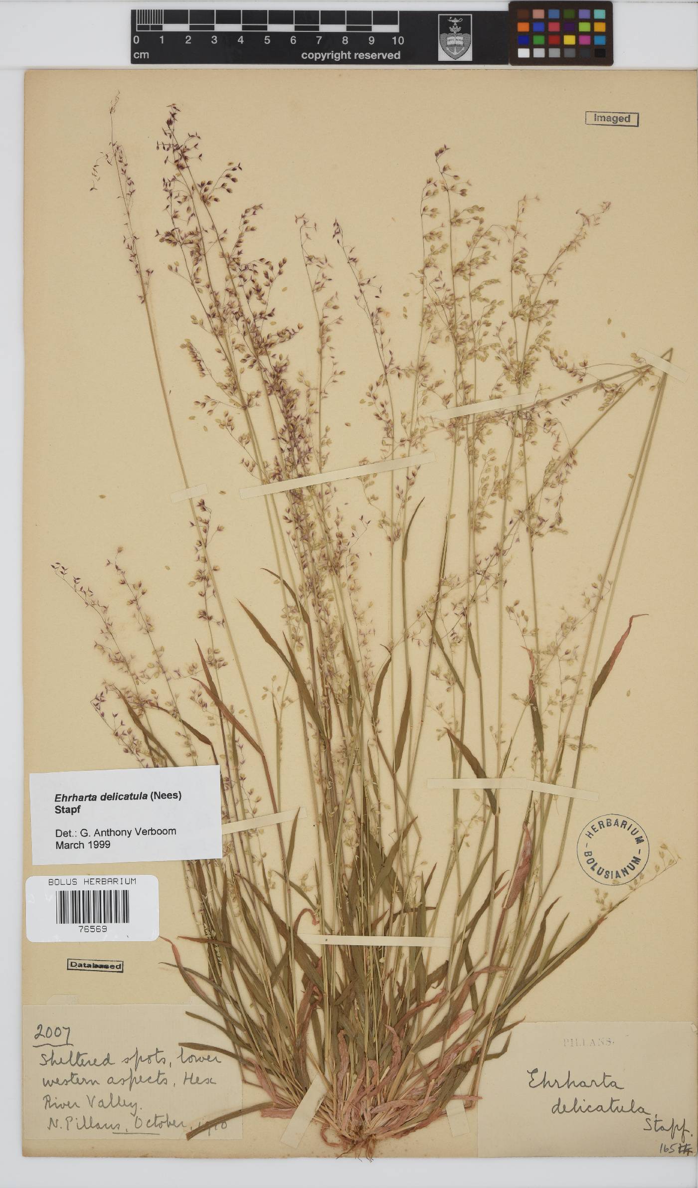 Ehrharta delicatula image