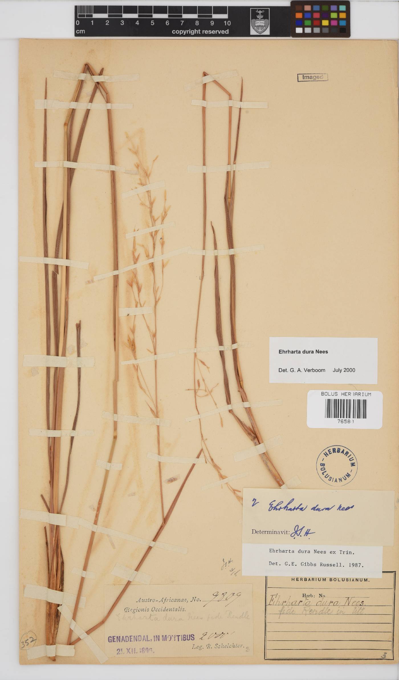 Ehrharta dura image