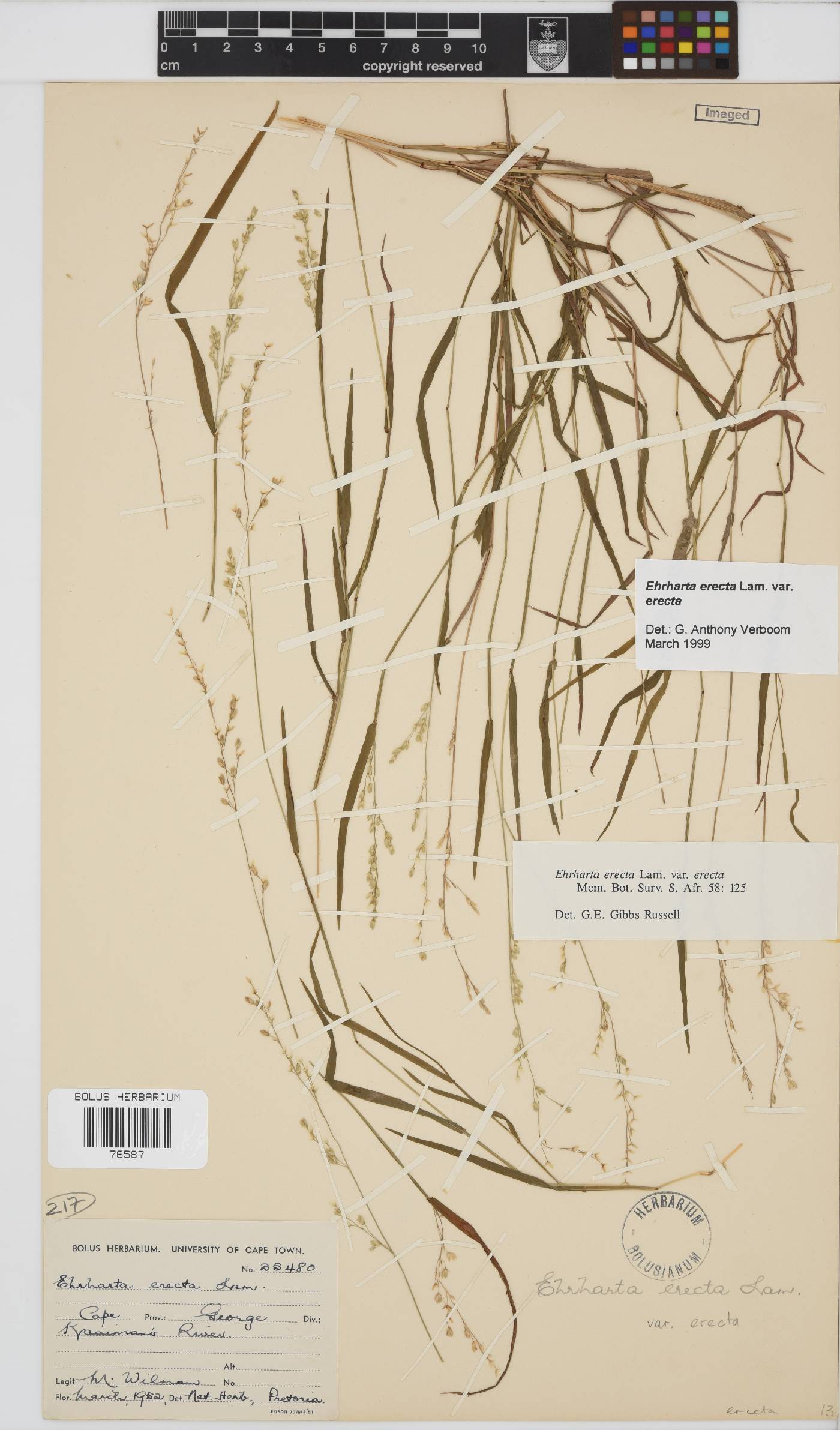 Ehrharta erecta var. erecta image