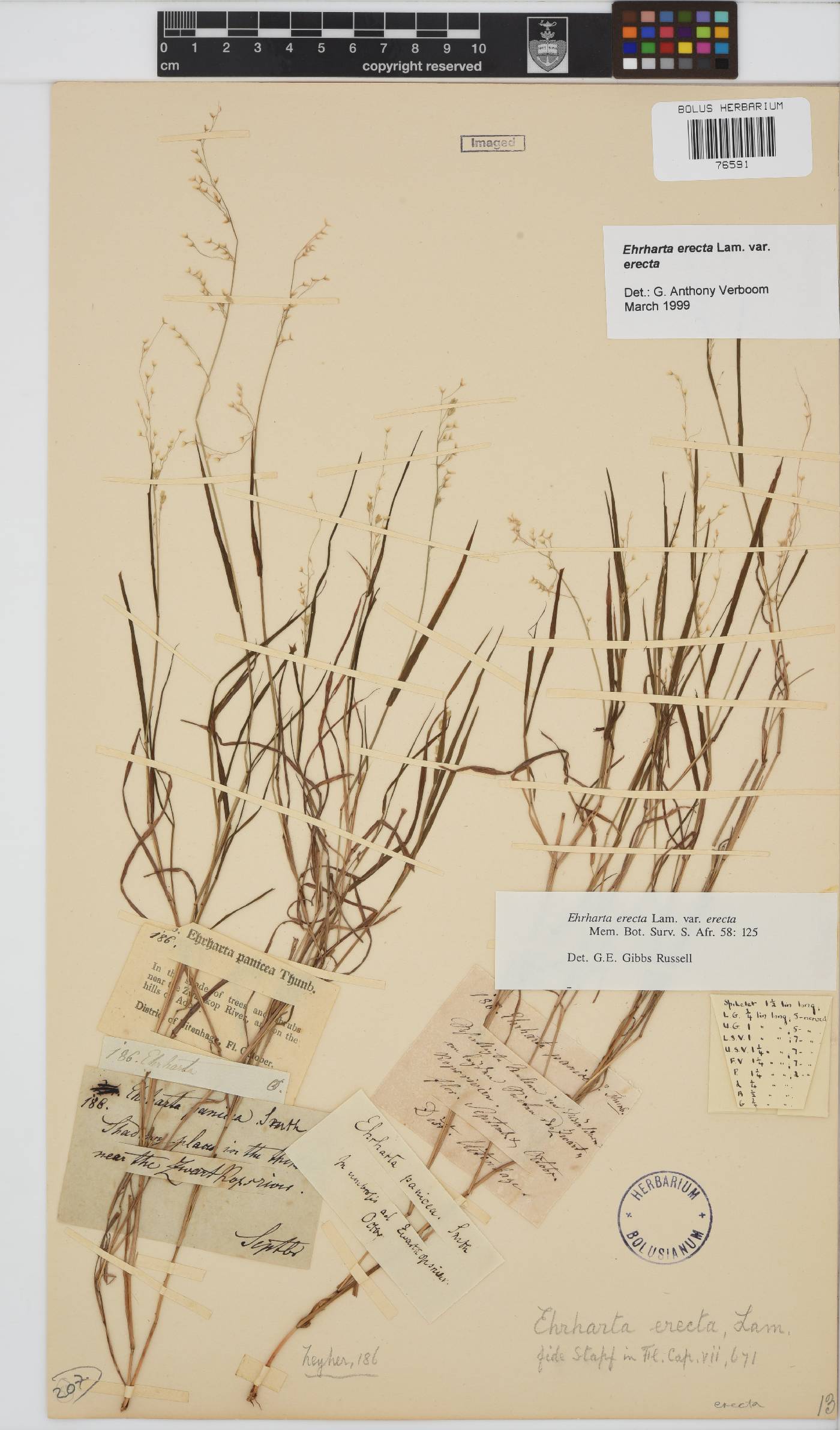 Ehrharta erecta var. erecta image