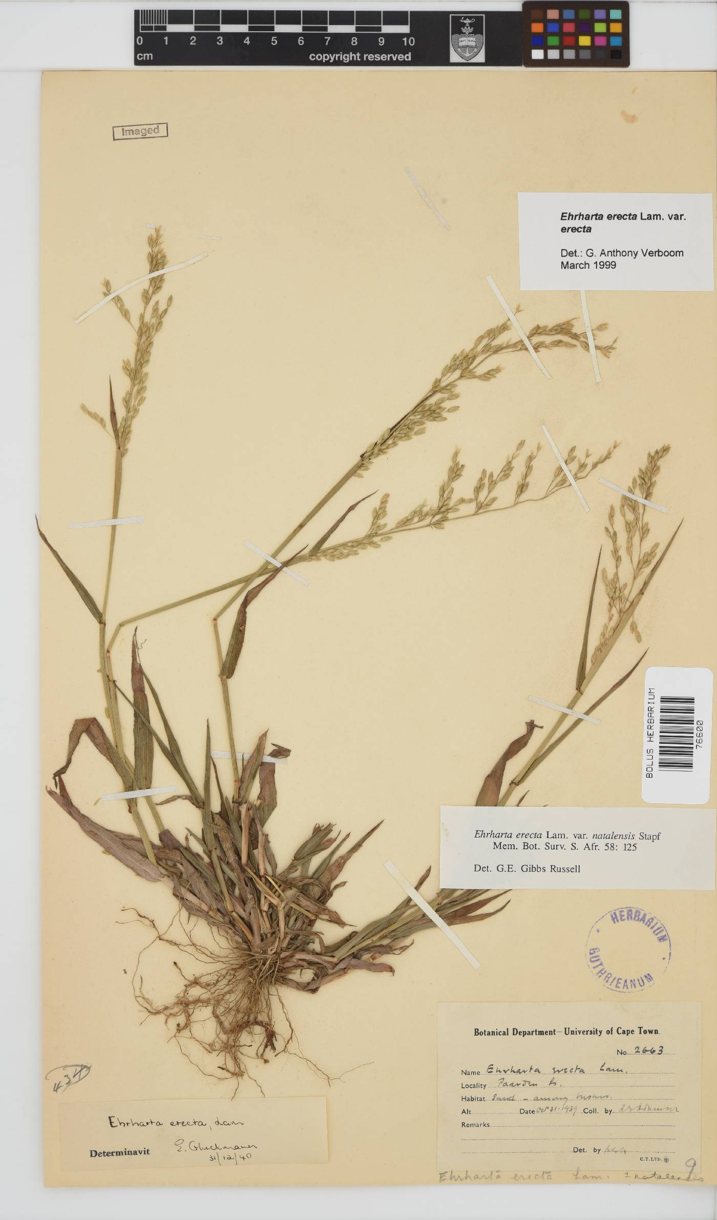 Ehrharta erecta var. erecta image