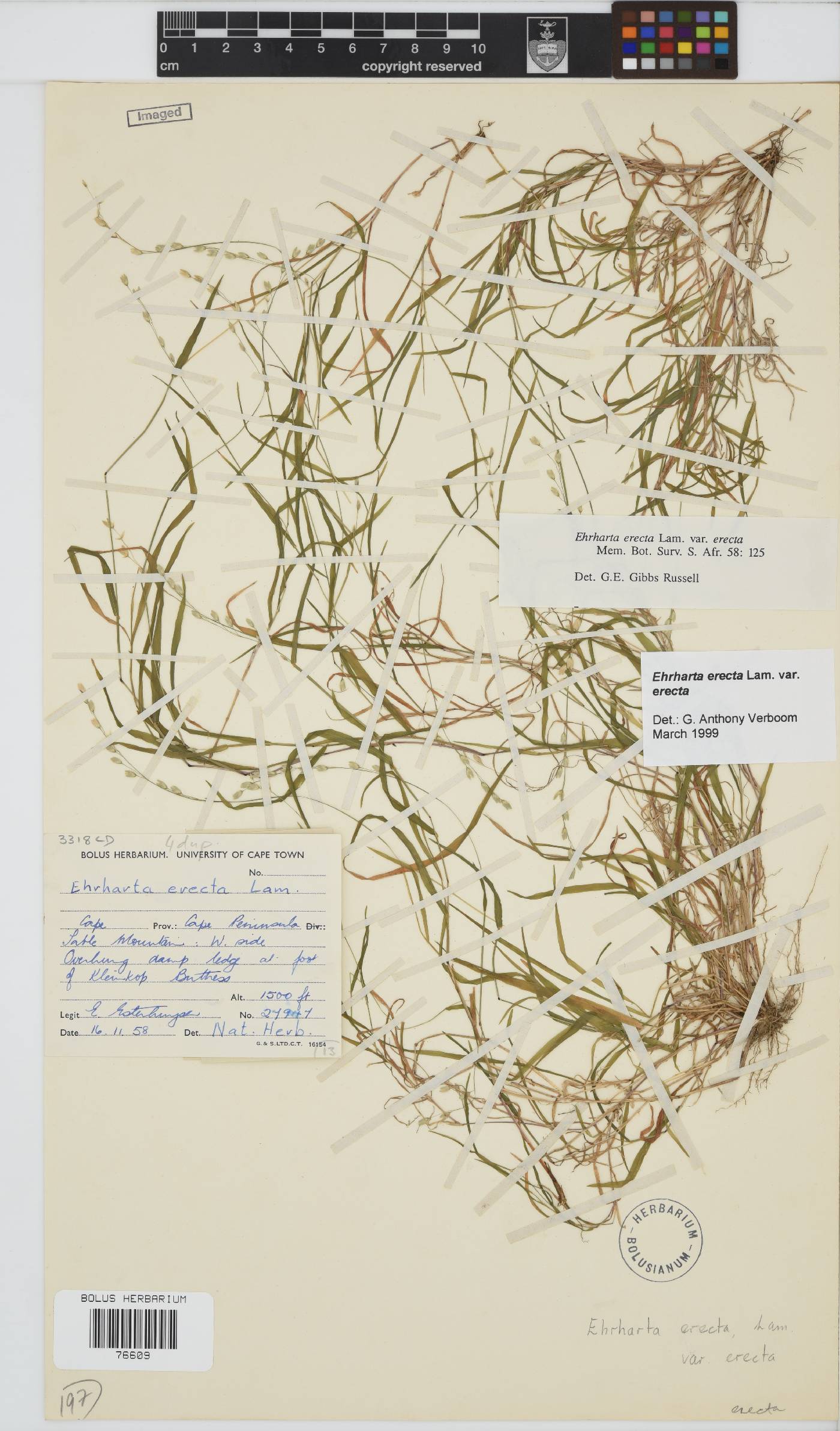 Ehrharta erecta var. erecta image