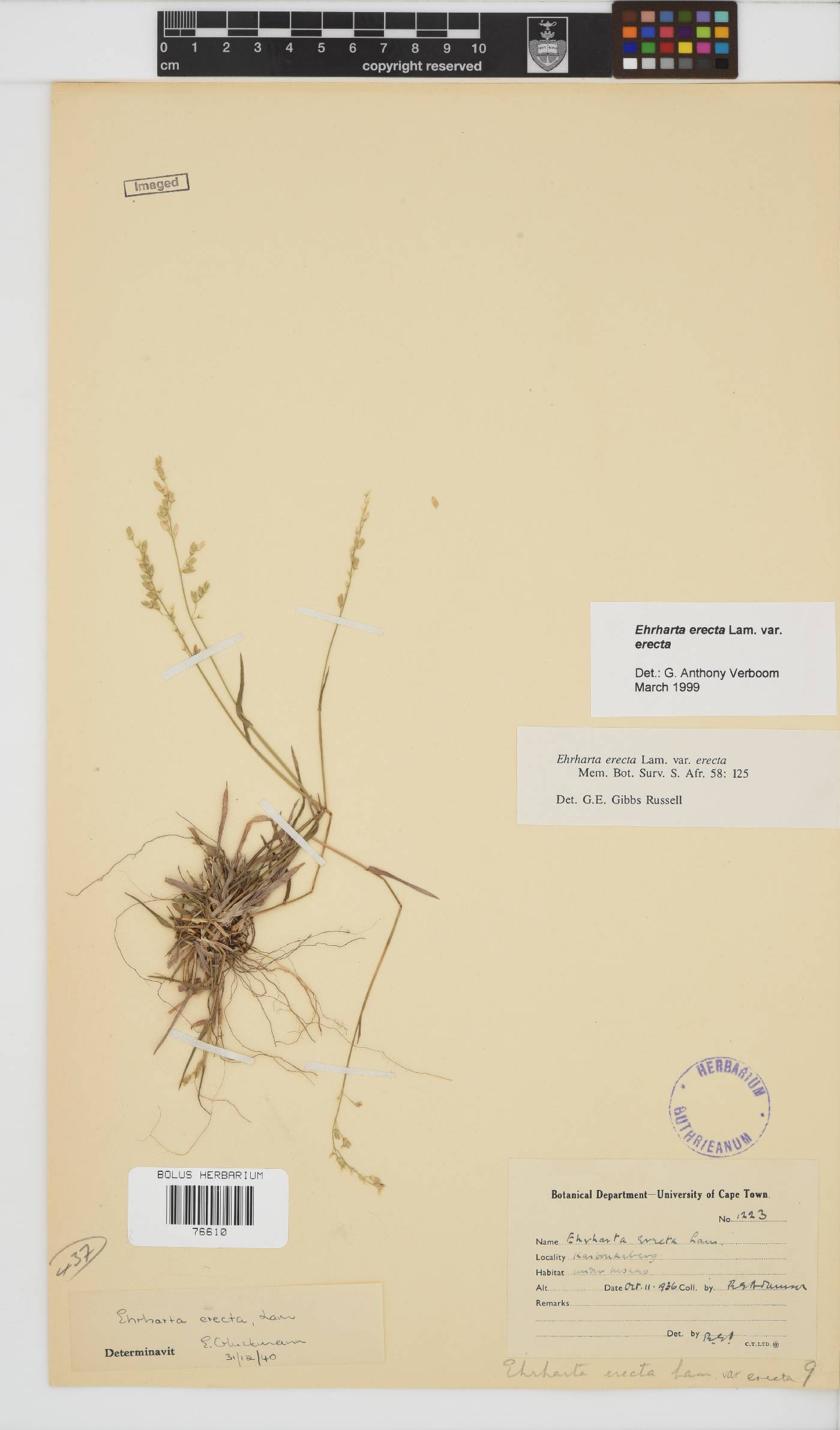 Ehrharta erecta image