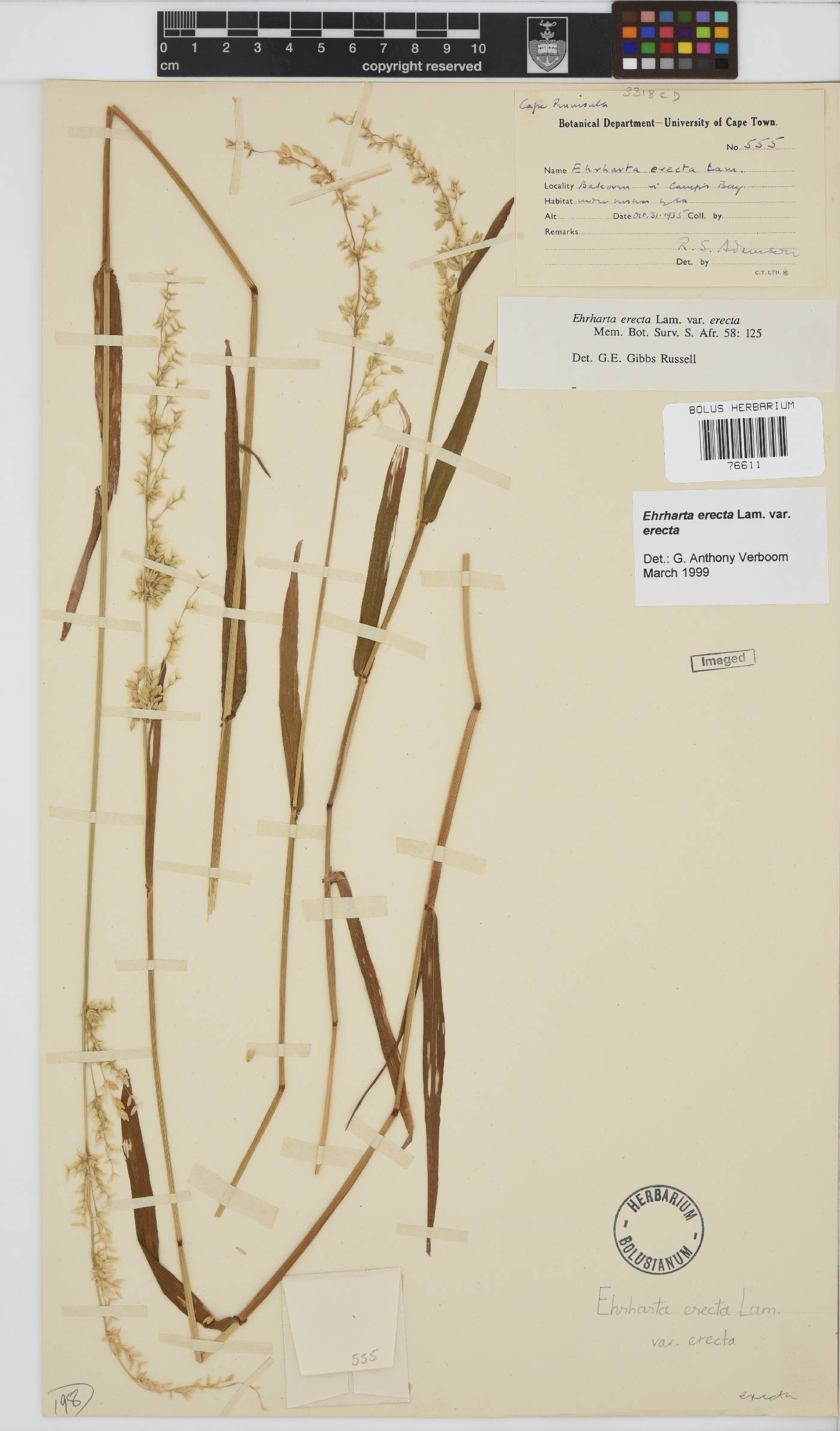 Ehrharta erecta var. erecta image