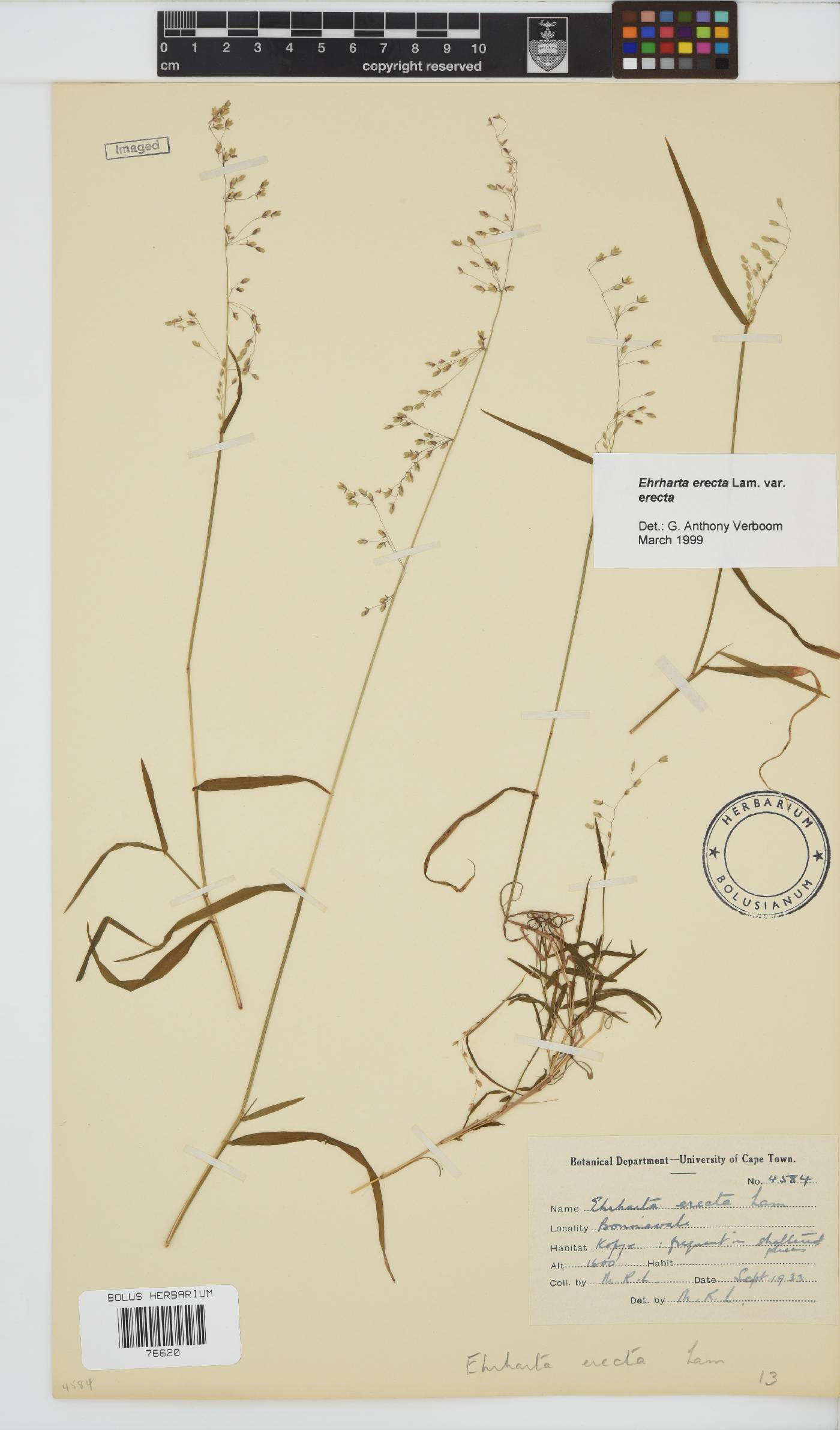 Ehrharta erecta image