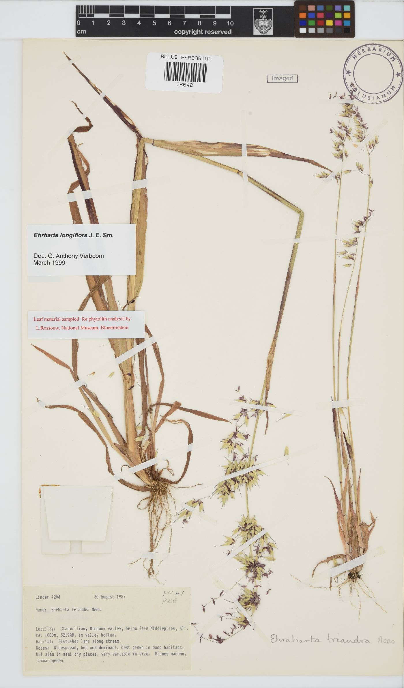 Ehrharta longiflora image