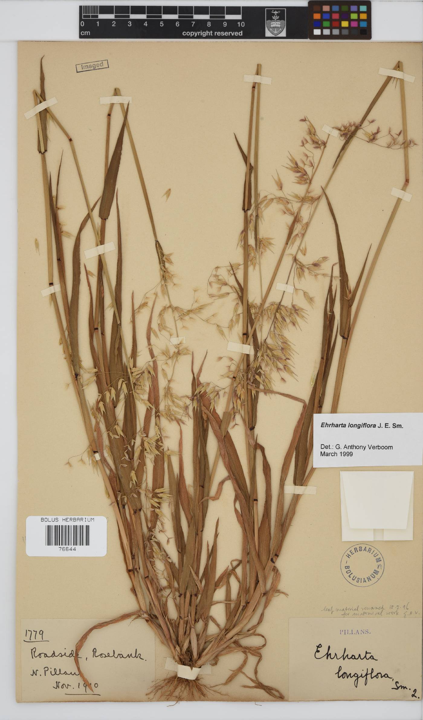 Ehrharta longiflora image