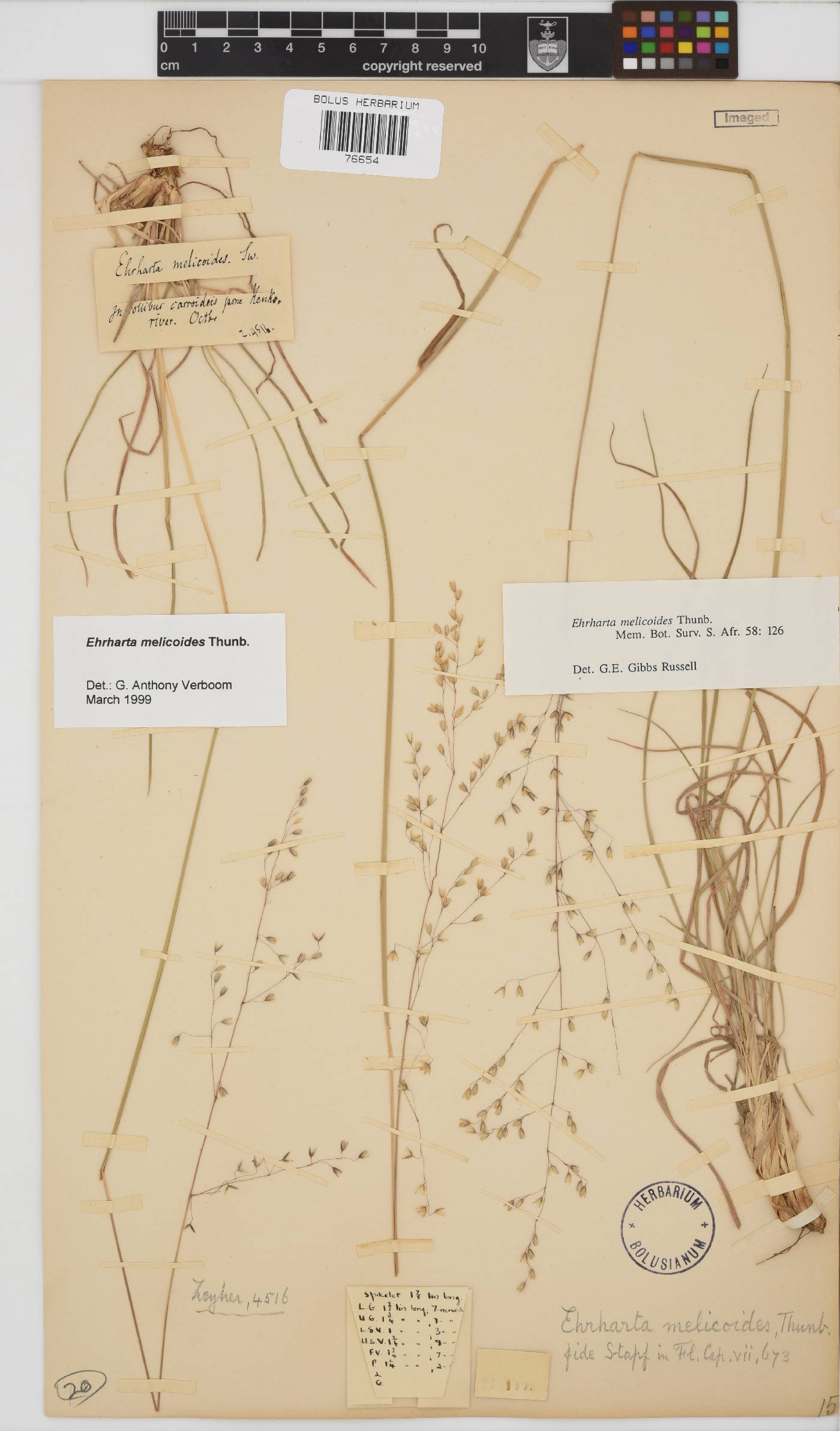 Ehrharta melicoides image