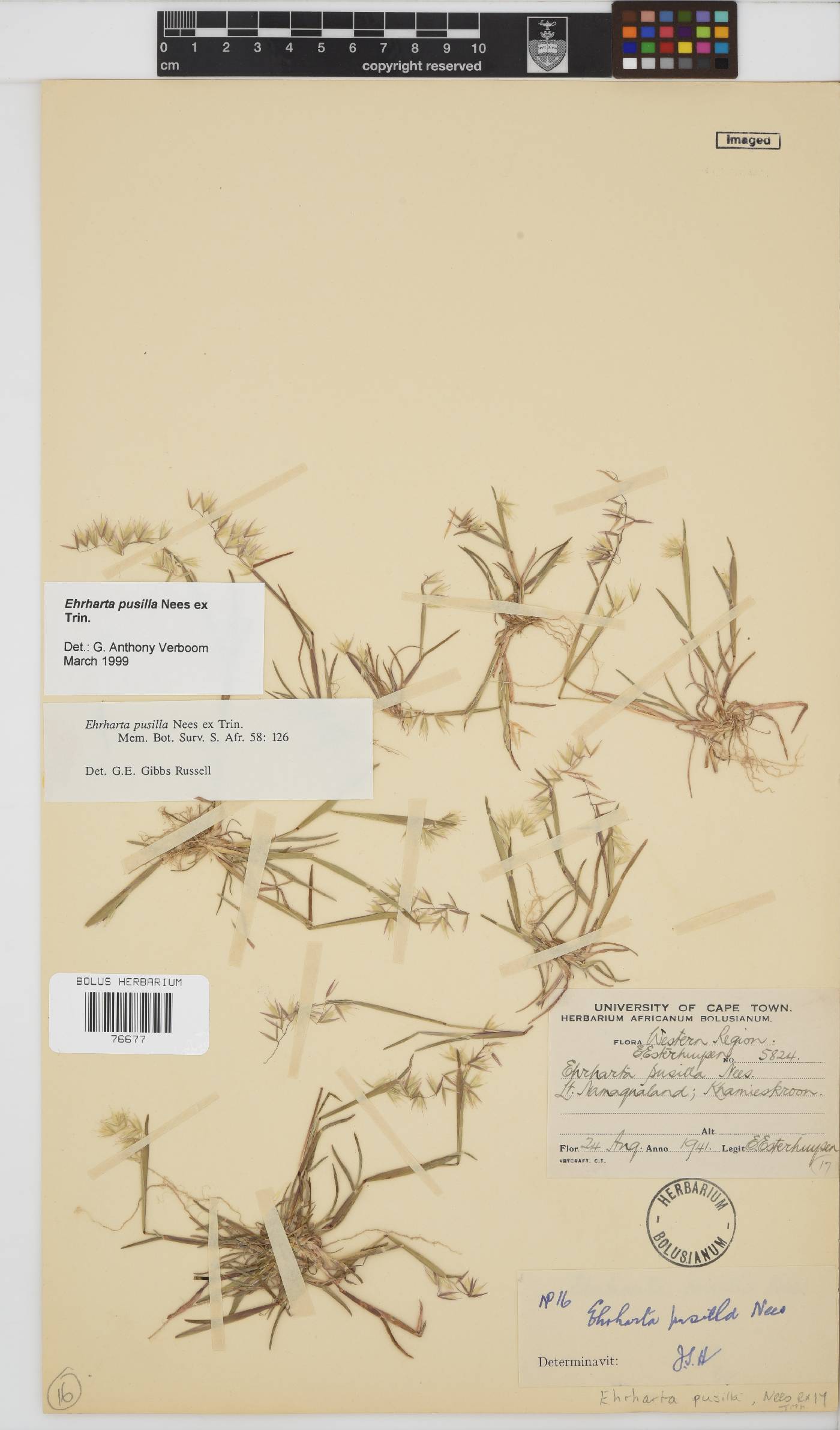 Ehrharta pusilla image