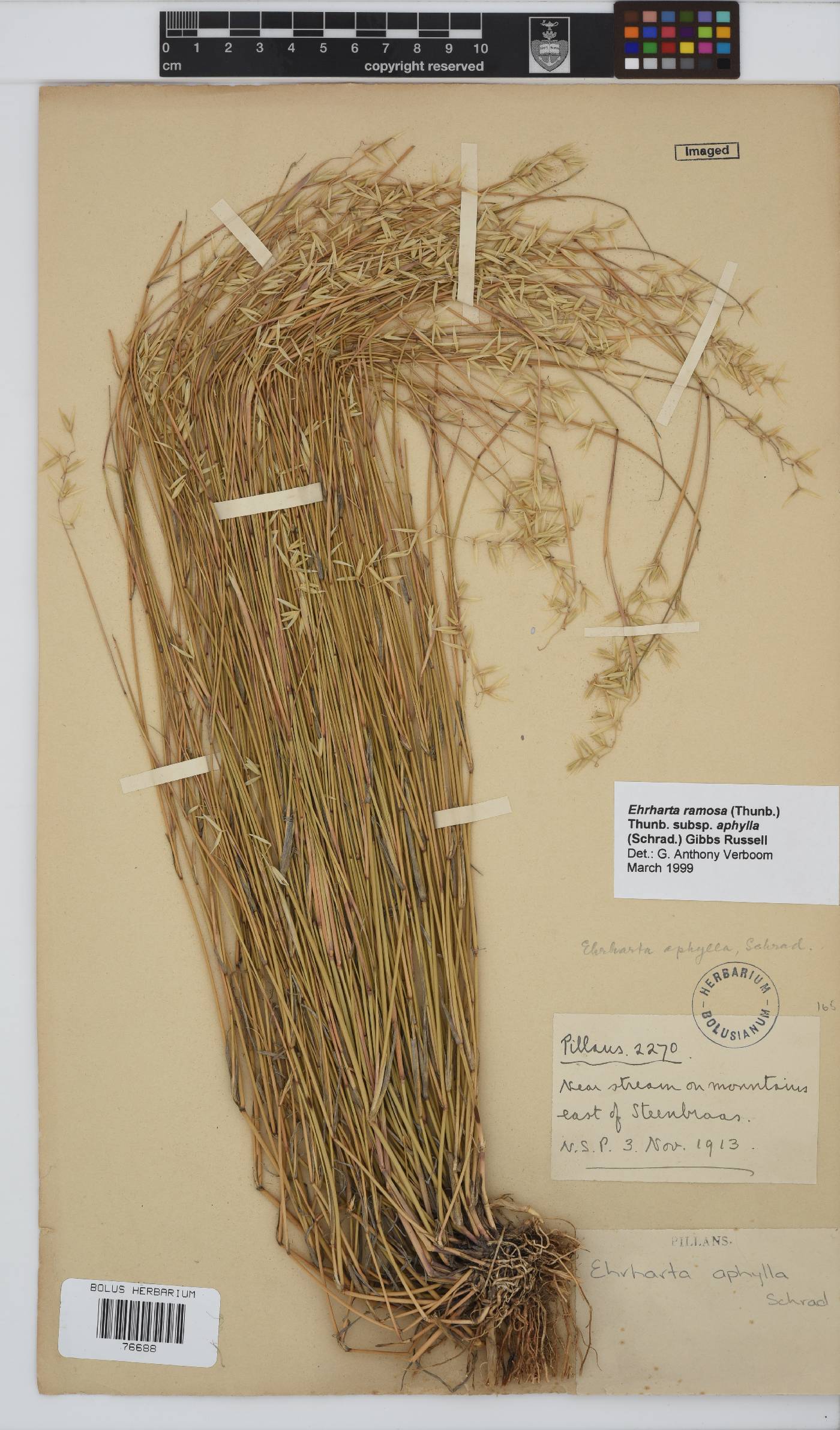Ehrharta ramosa subsp. aphylla image