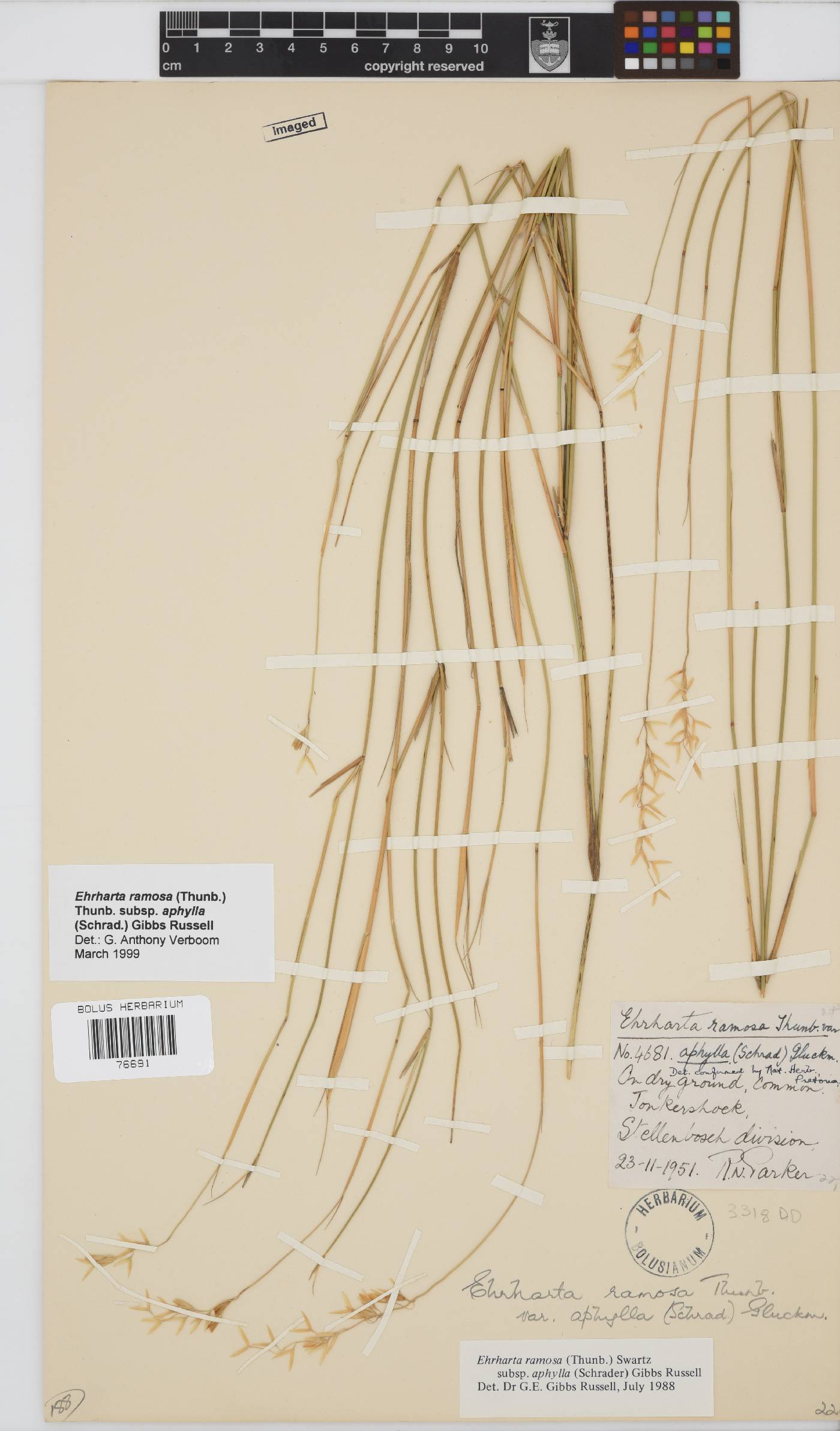 Ehrharta ramosa subsp. aphylla image