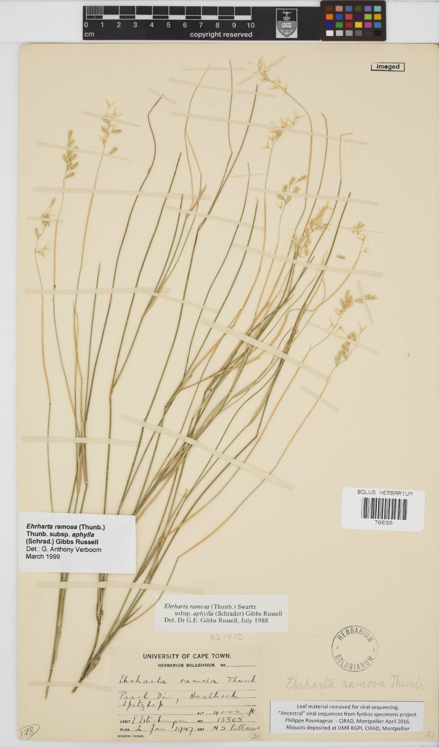 Ehrharta ramosa subsp. aphylla image