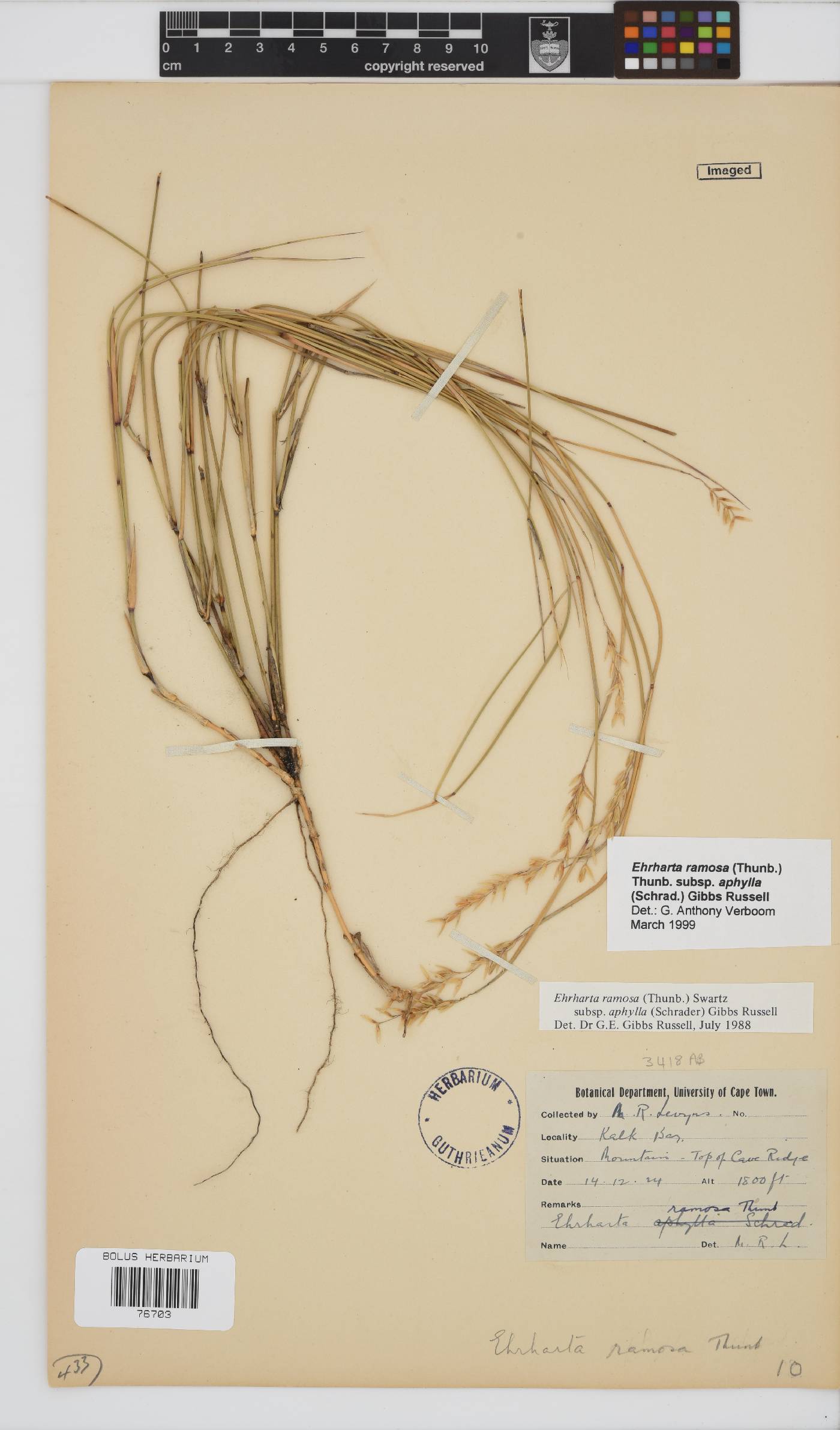 Ehrharta ramosa subsp. aphylla image