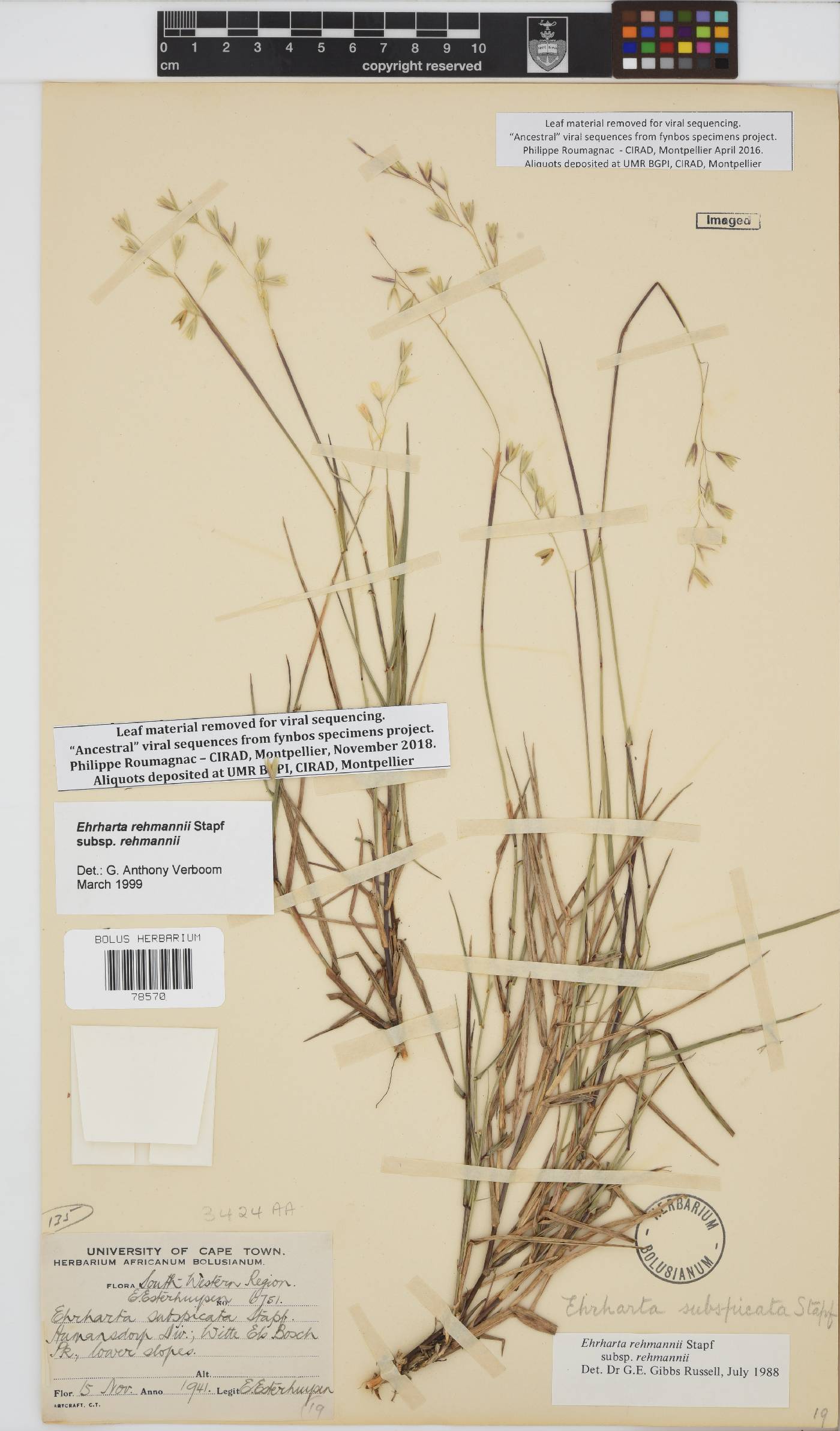 Ehrharta rehmannii image