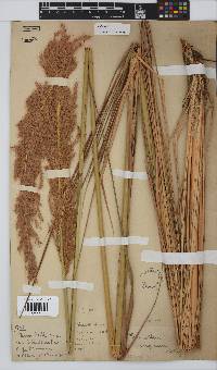 Miscanthus ecklonii image