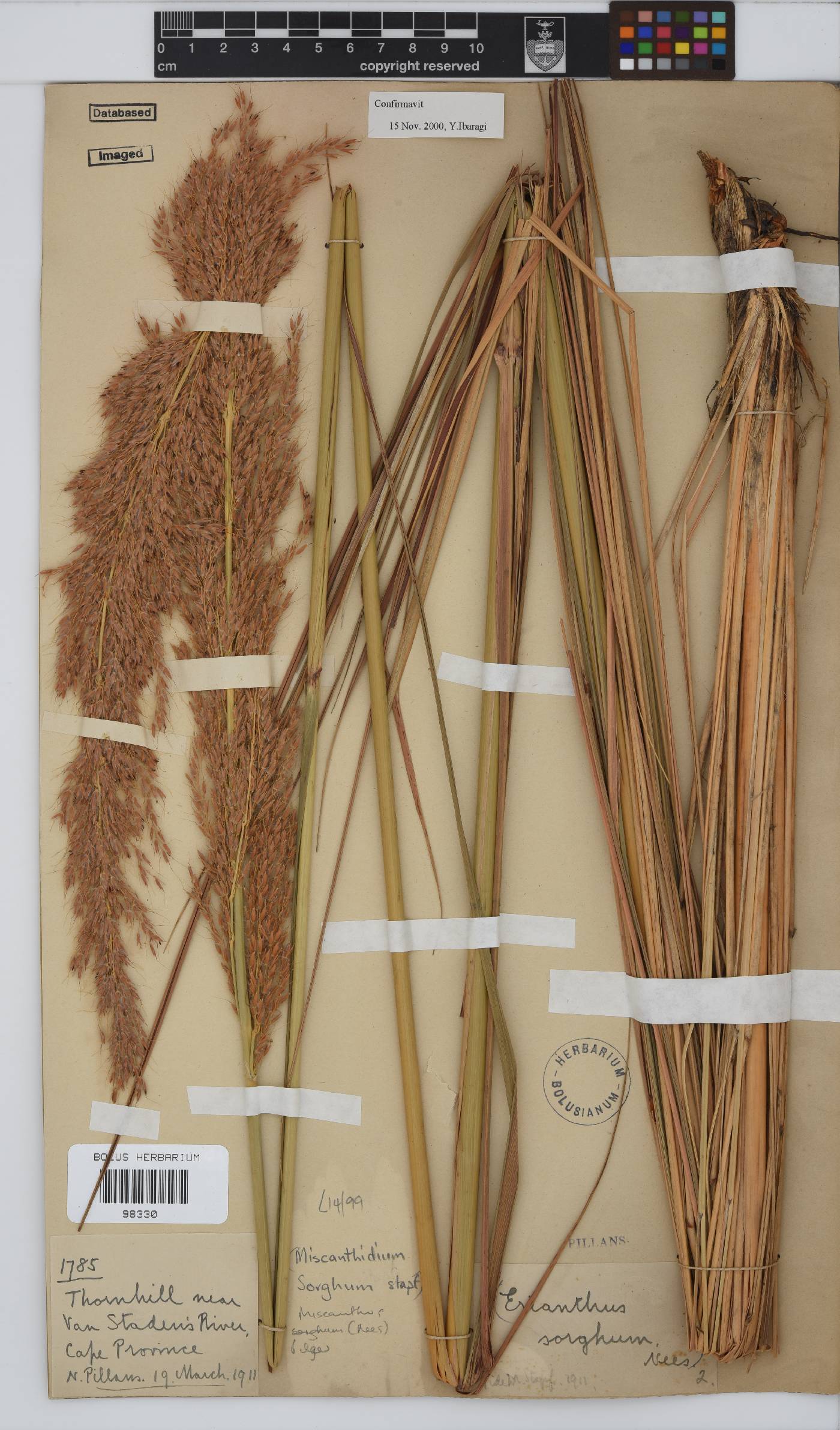 Miscanthus ecklonii image
