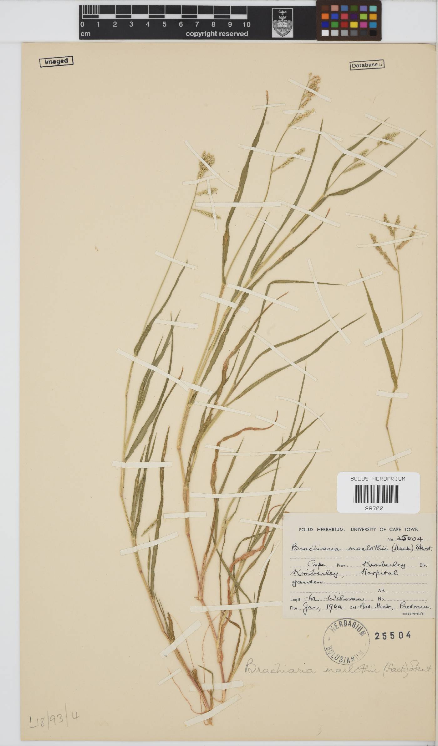 Brachiaria marlothii image