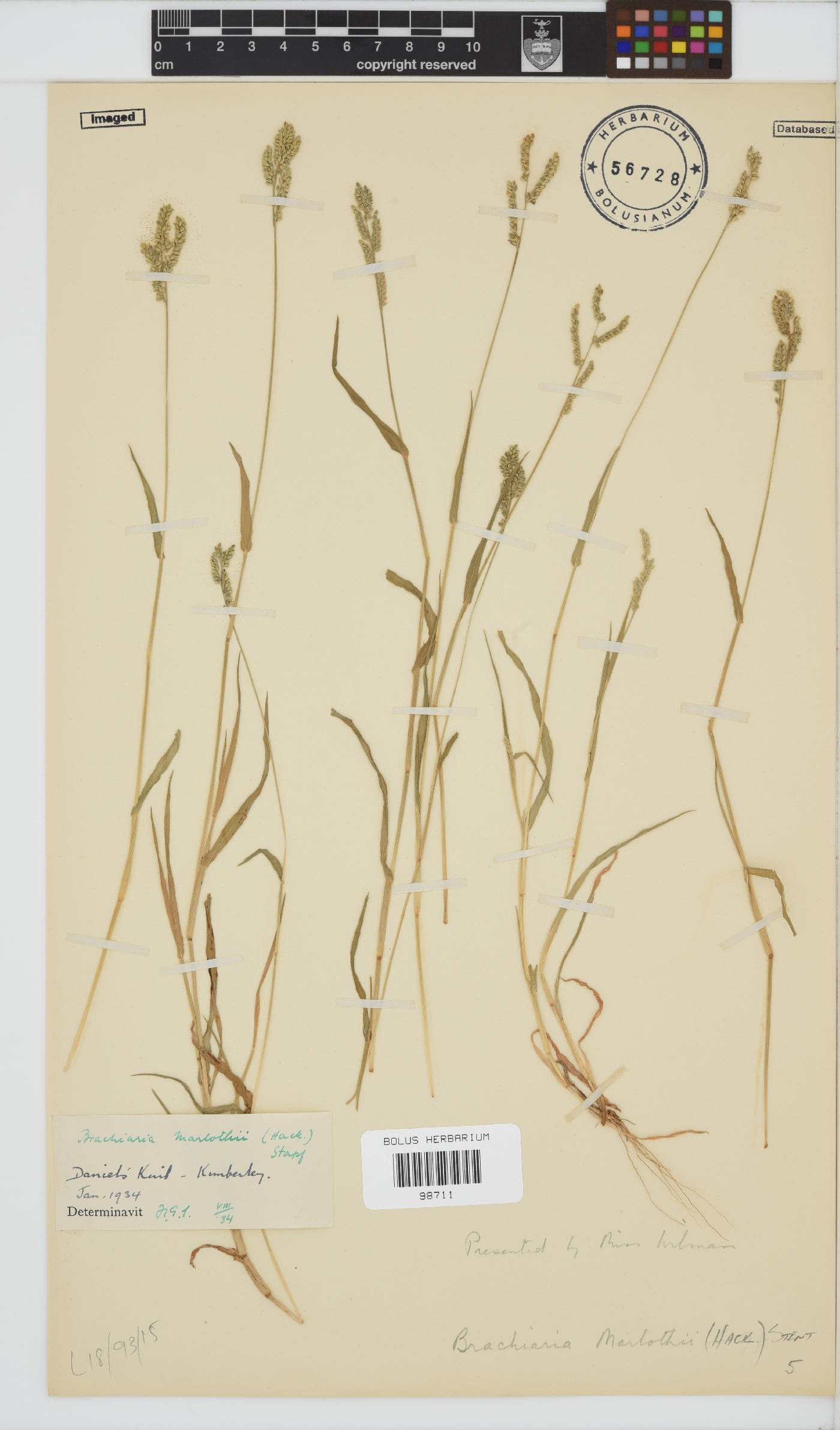 Brachiaria marlothii image