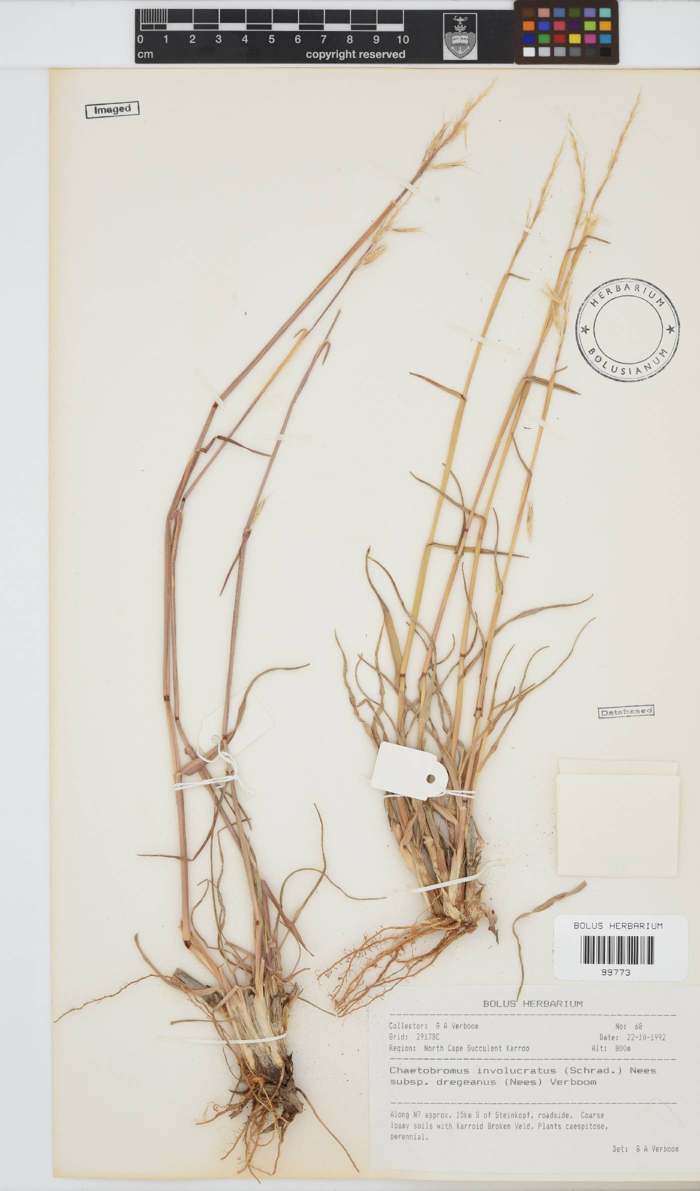 Chaetobromus involucratus image