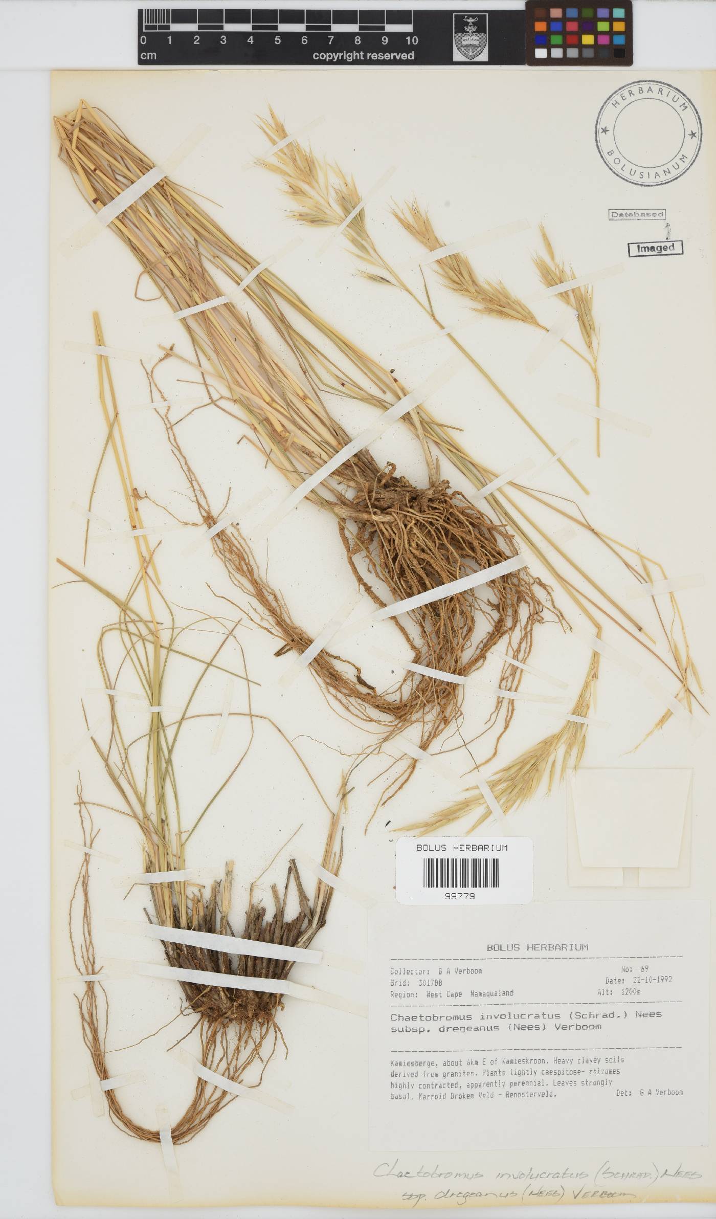 Chaetobromus involucratus subsp. dregeanus image