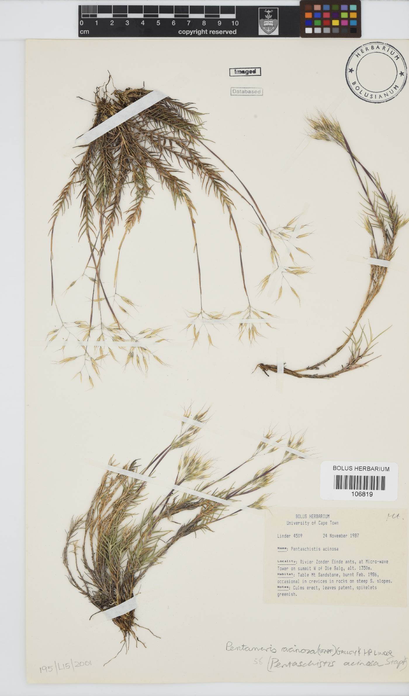 Pentameris acinosa image