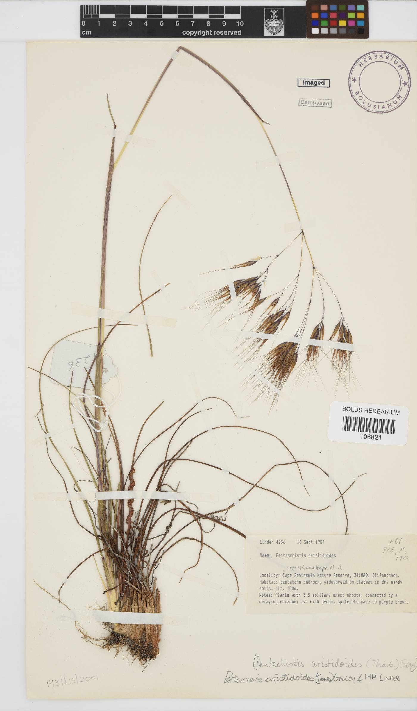 Pentameris aristidoides image