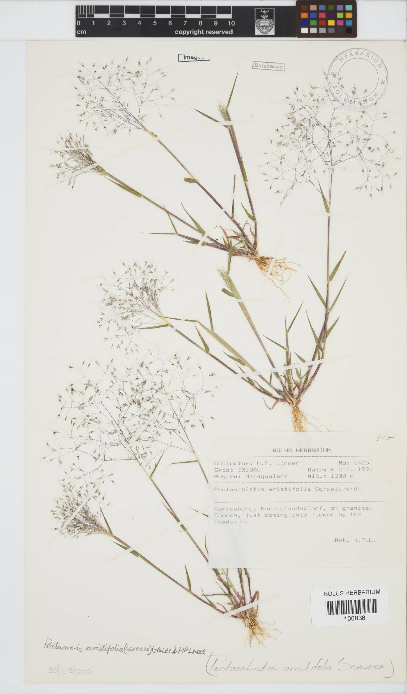 Pentameris aristifolia image