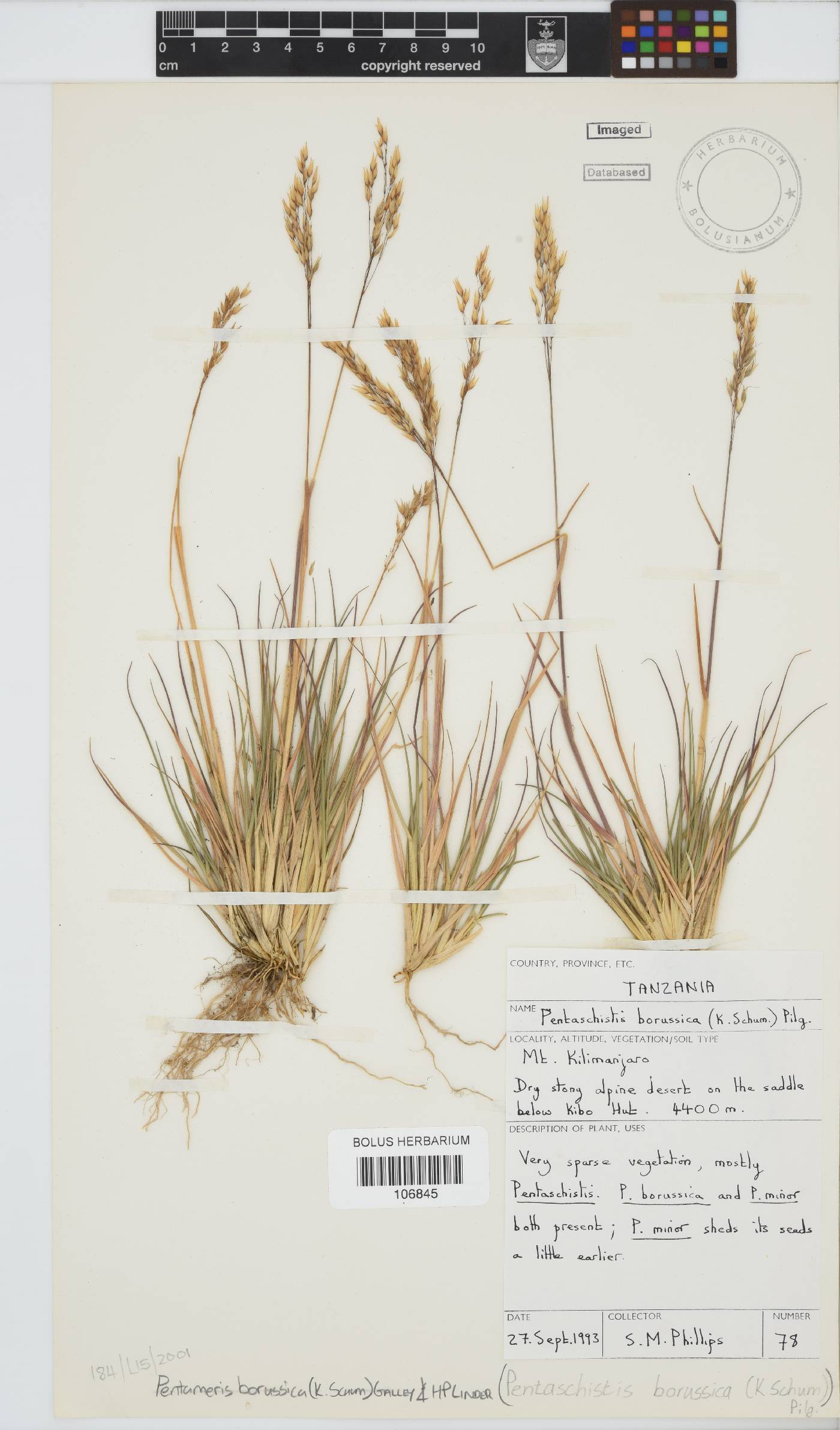 Pentameris borussica image