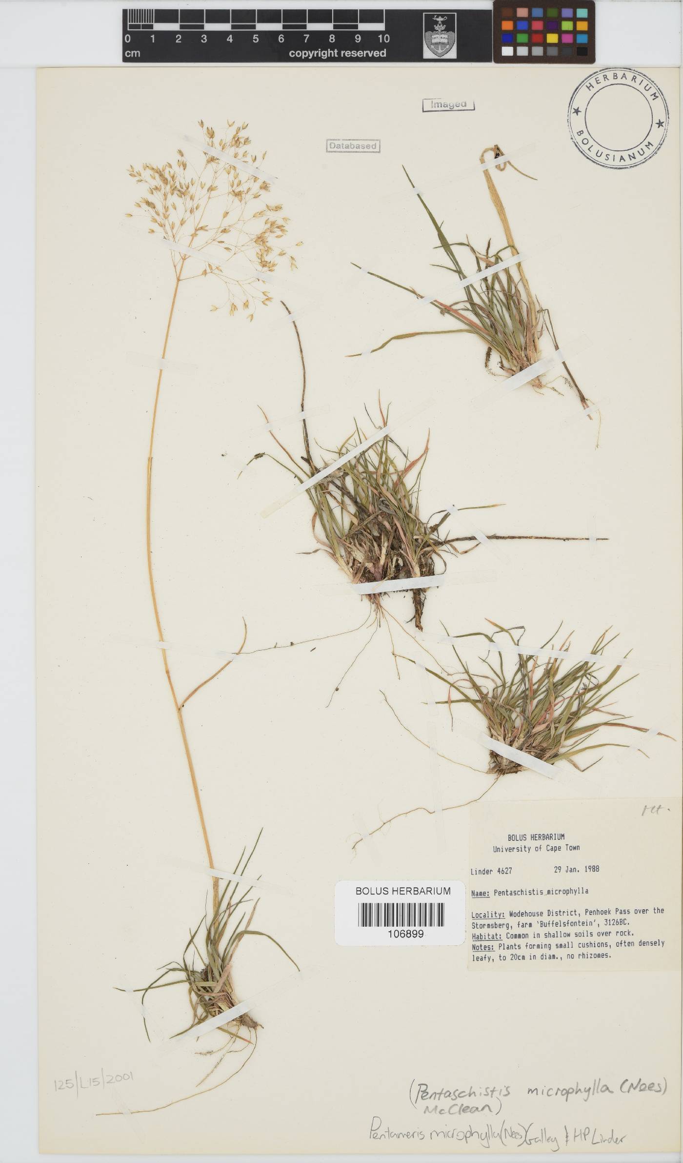 Pentameris microphylla image