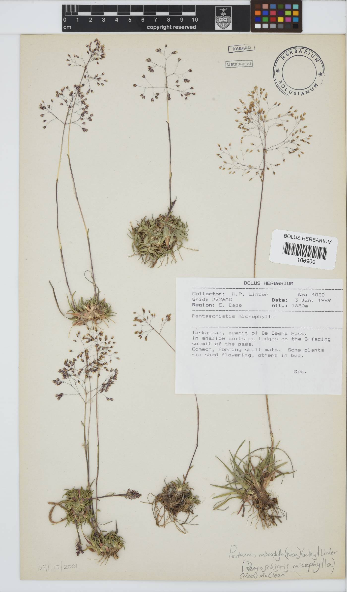 Pentameris microphylla image