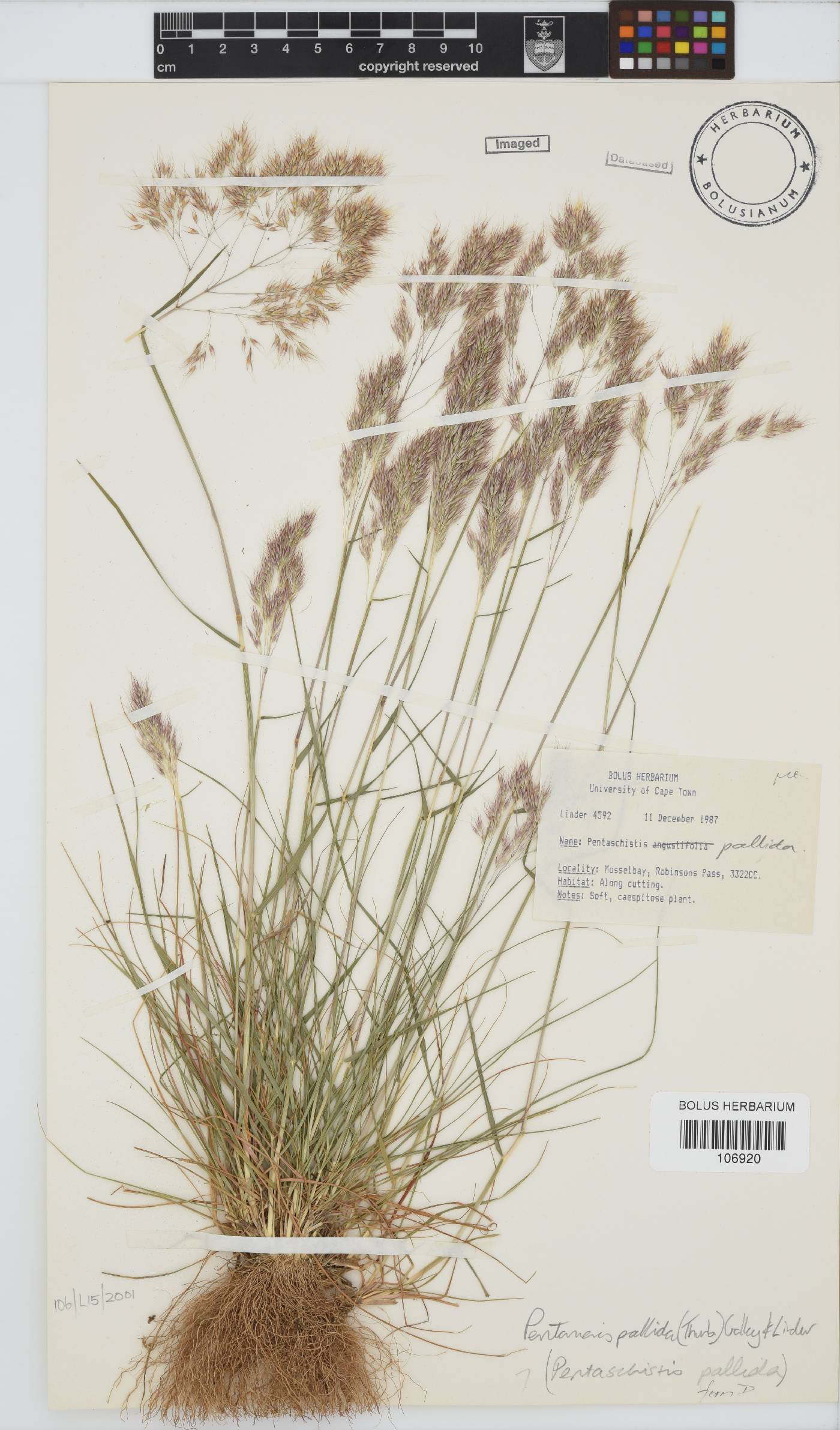 Pentameris pallida image