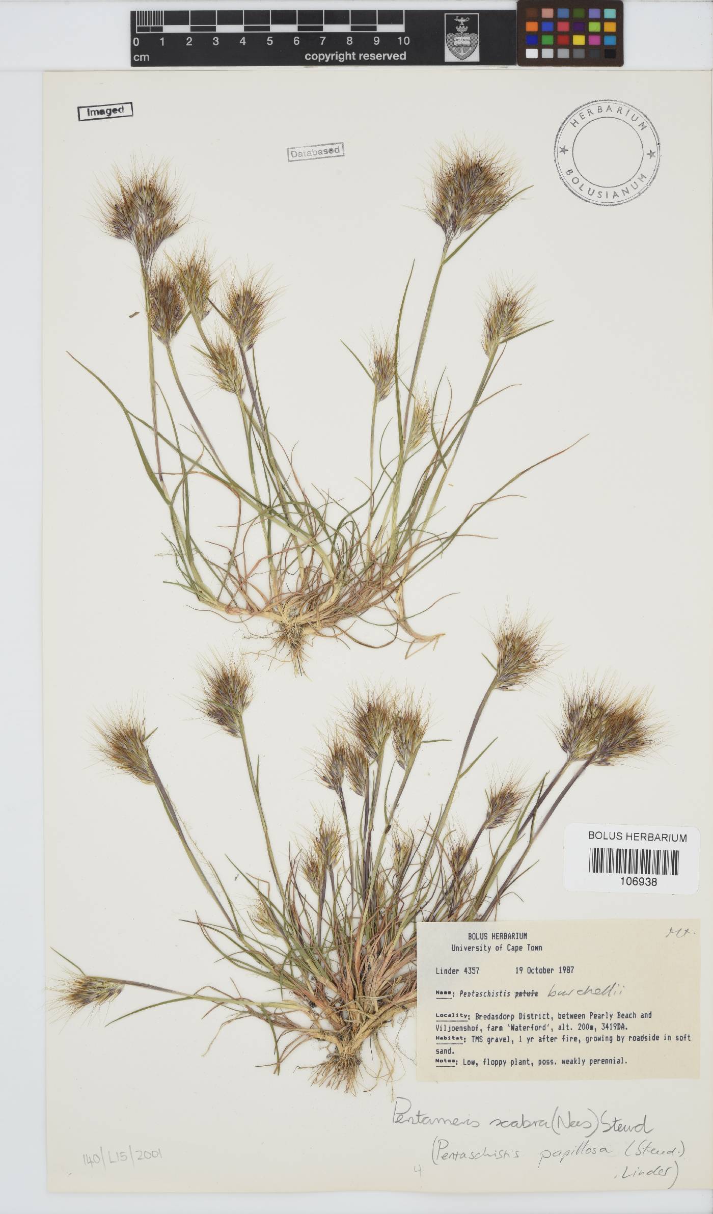 Pentameris scabra image