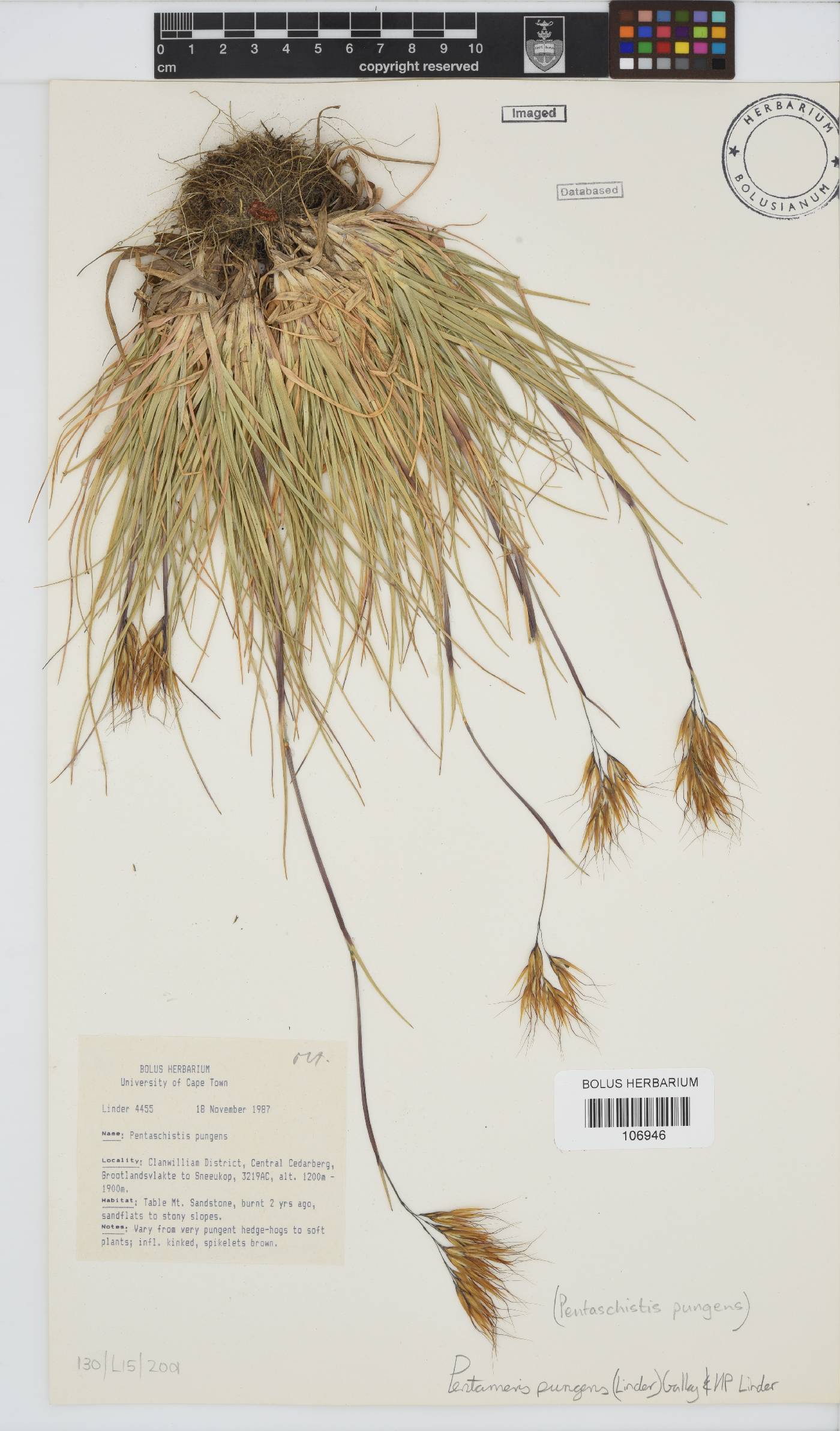 Pentameris pungens image