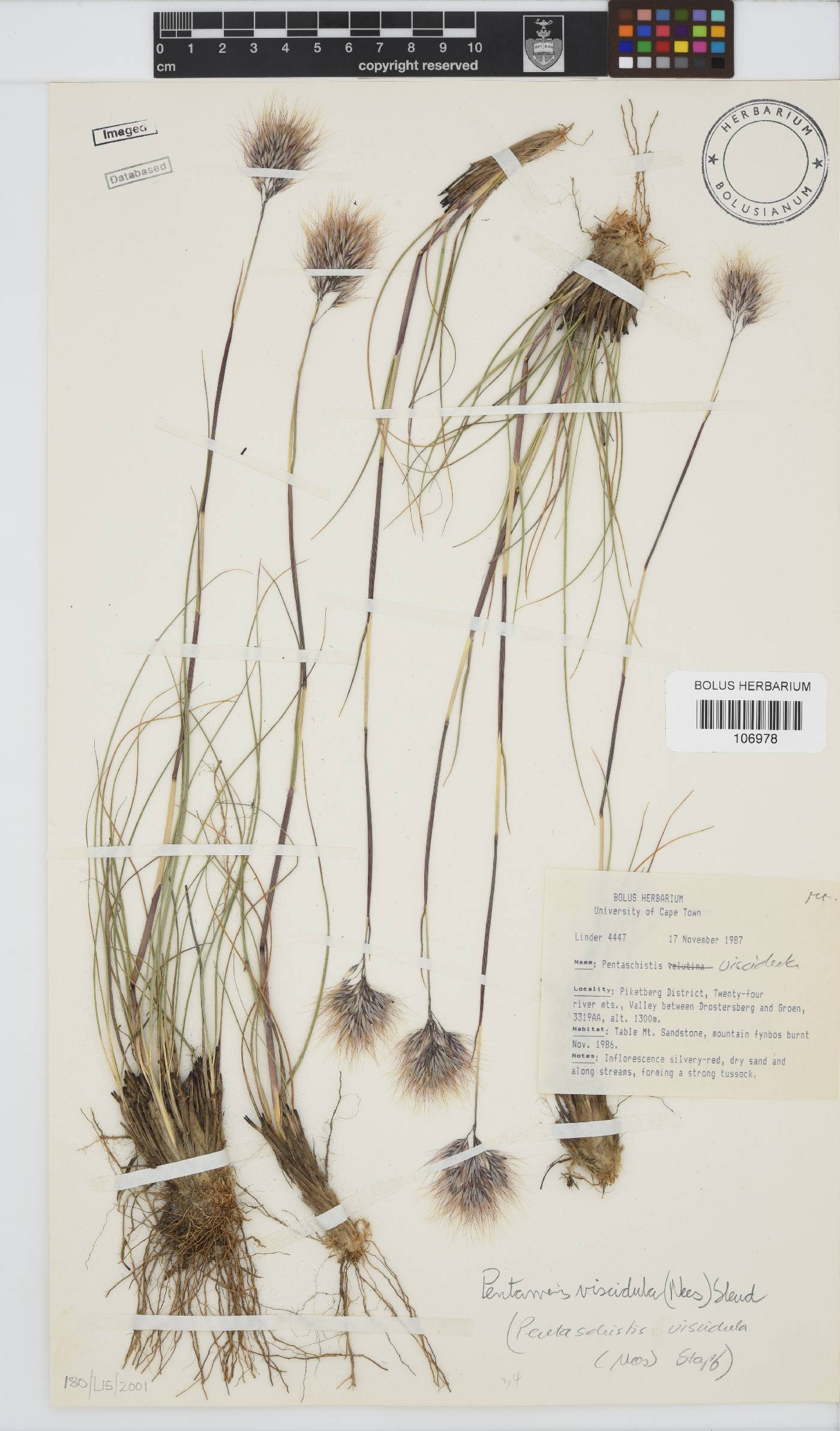 Pentameris viscidula image