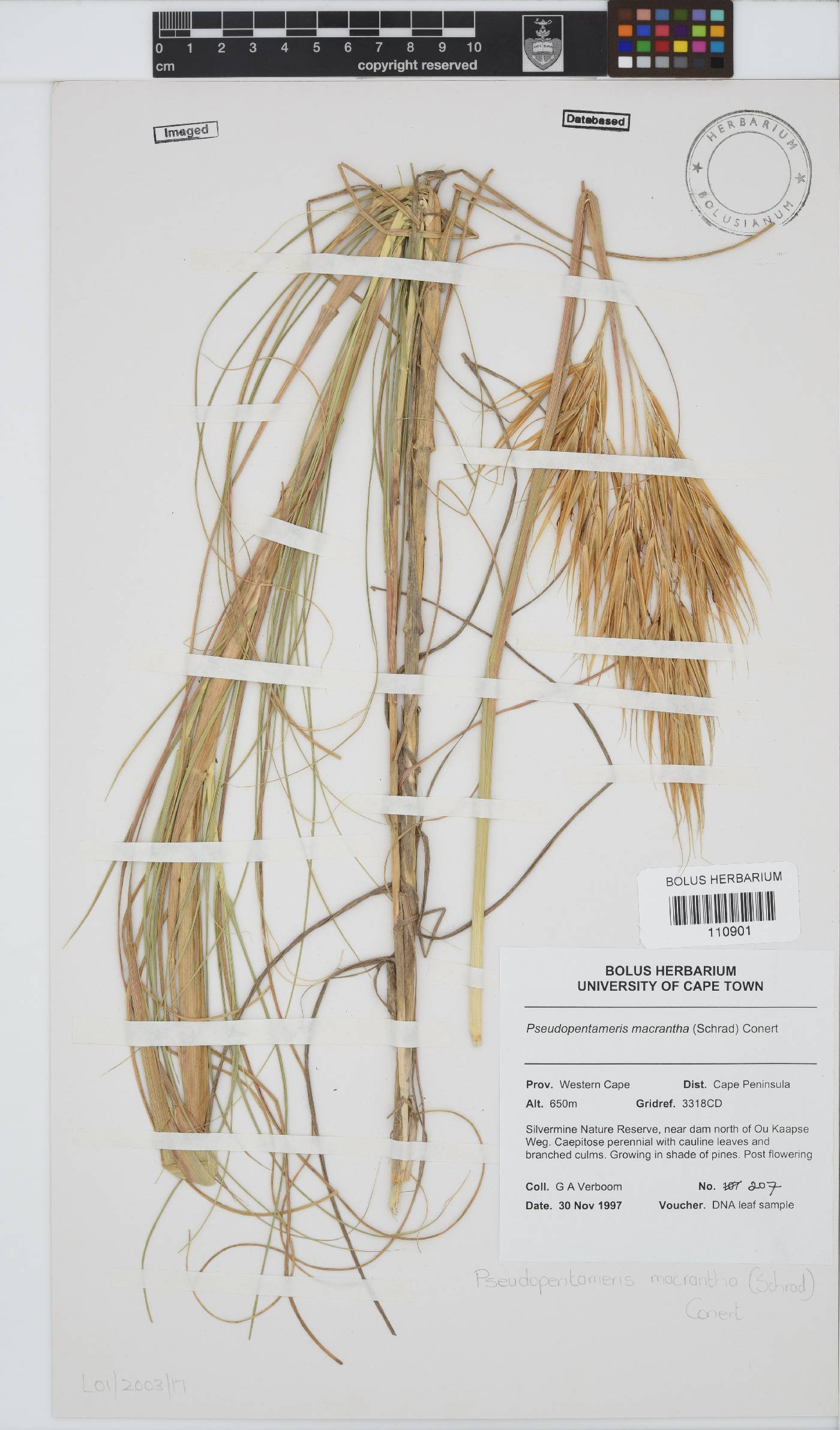 Pseudopentameris image