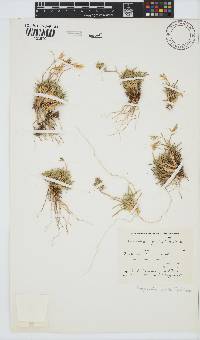 Dregeochloa pumila image