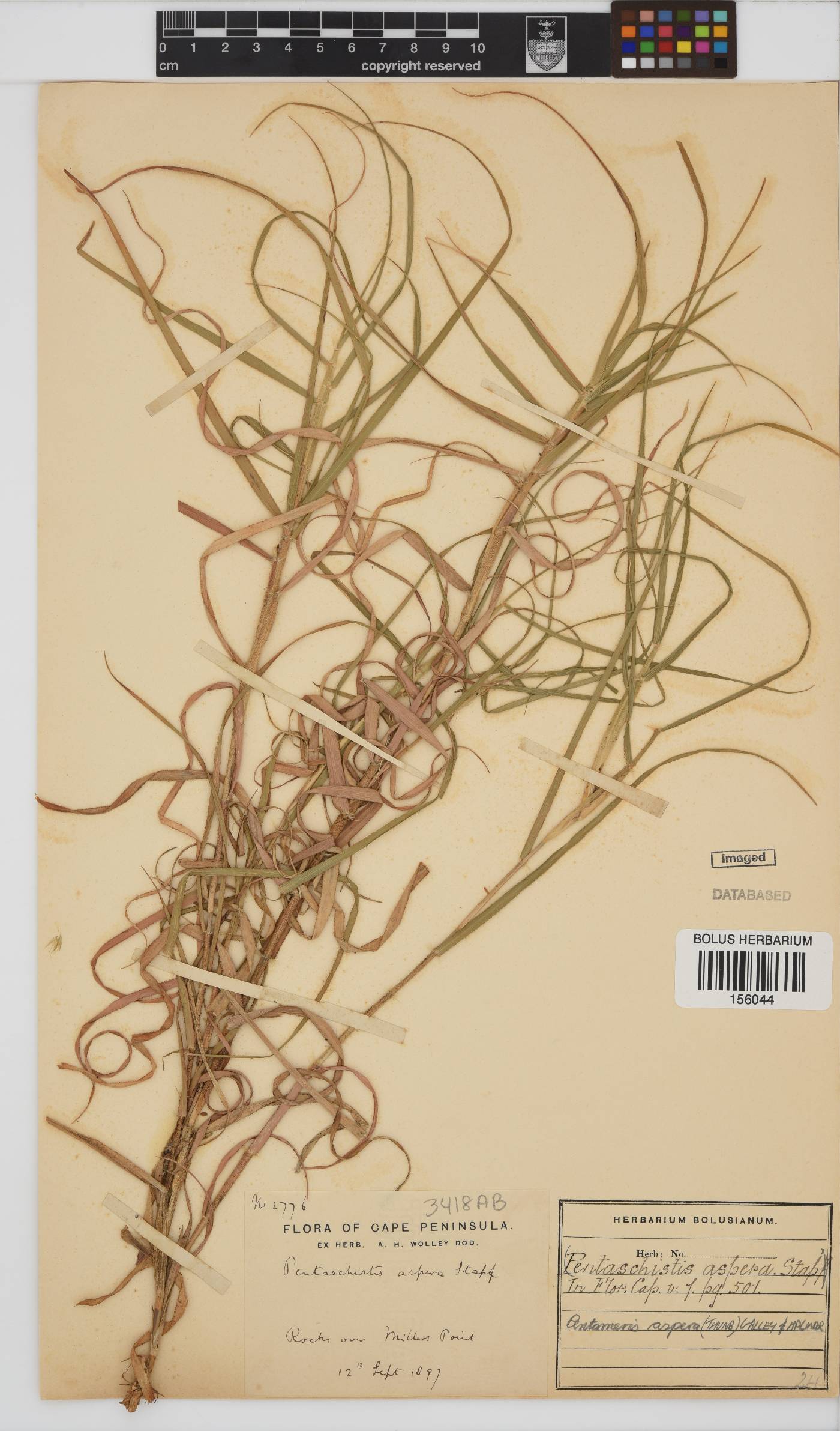 Pentameris aspera image