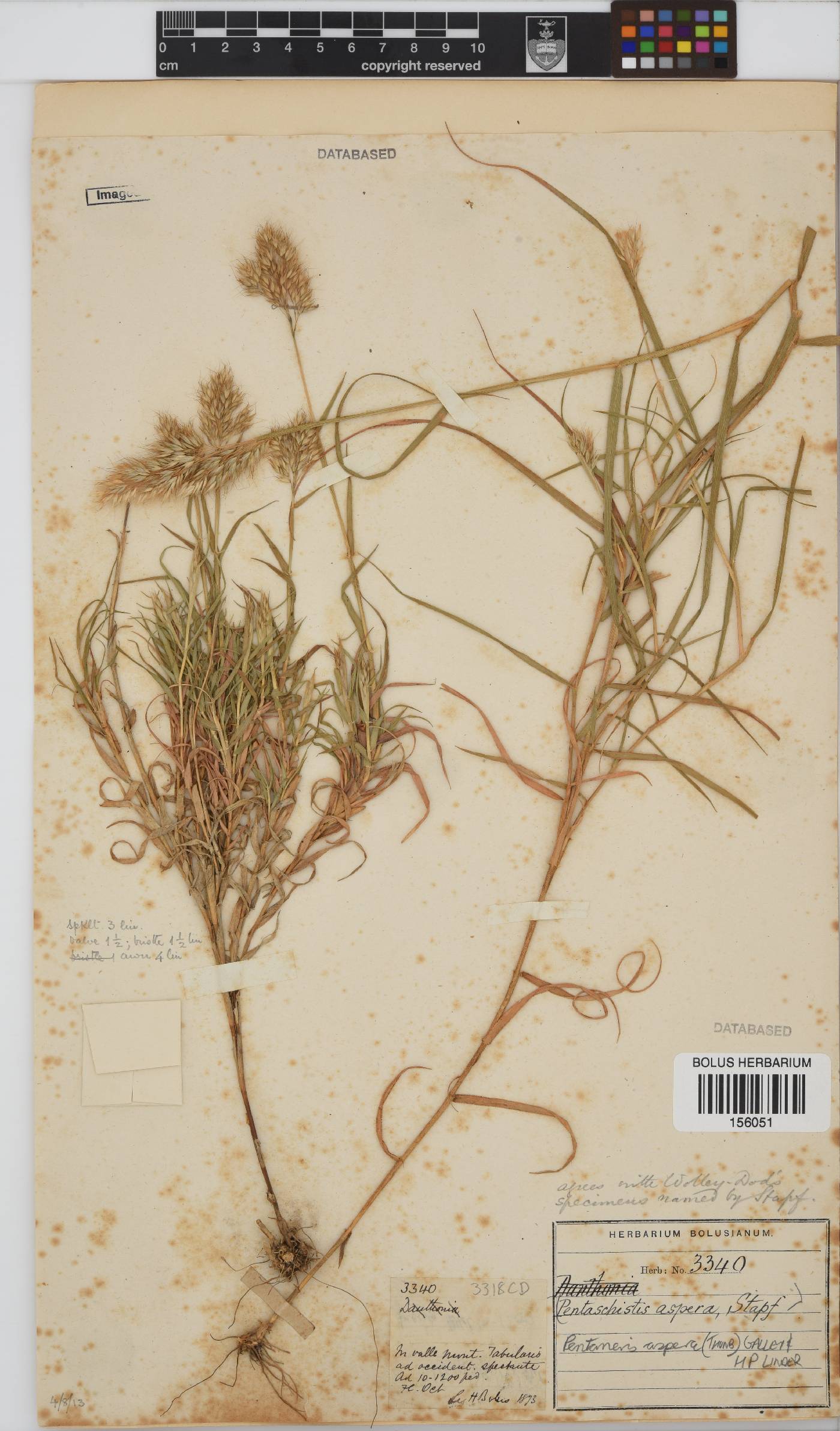 Pentameris aspera image