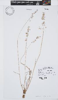 Ehrharta calycina image