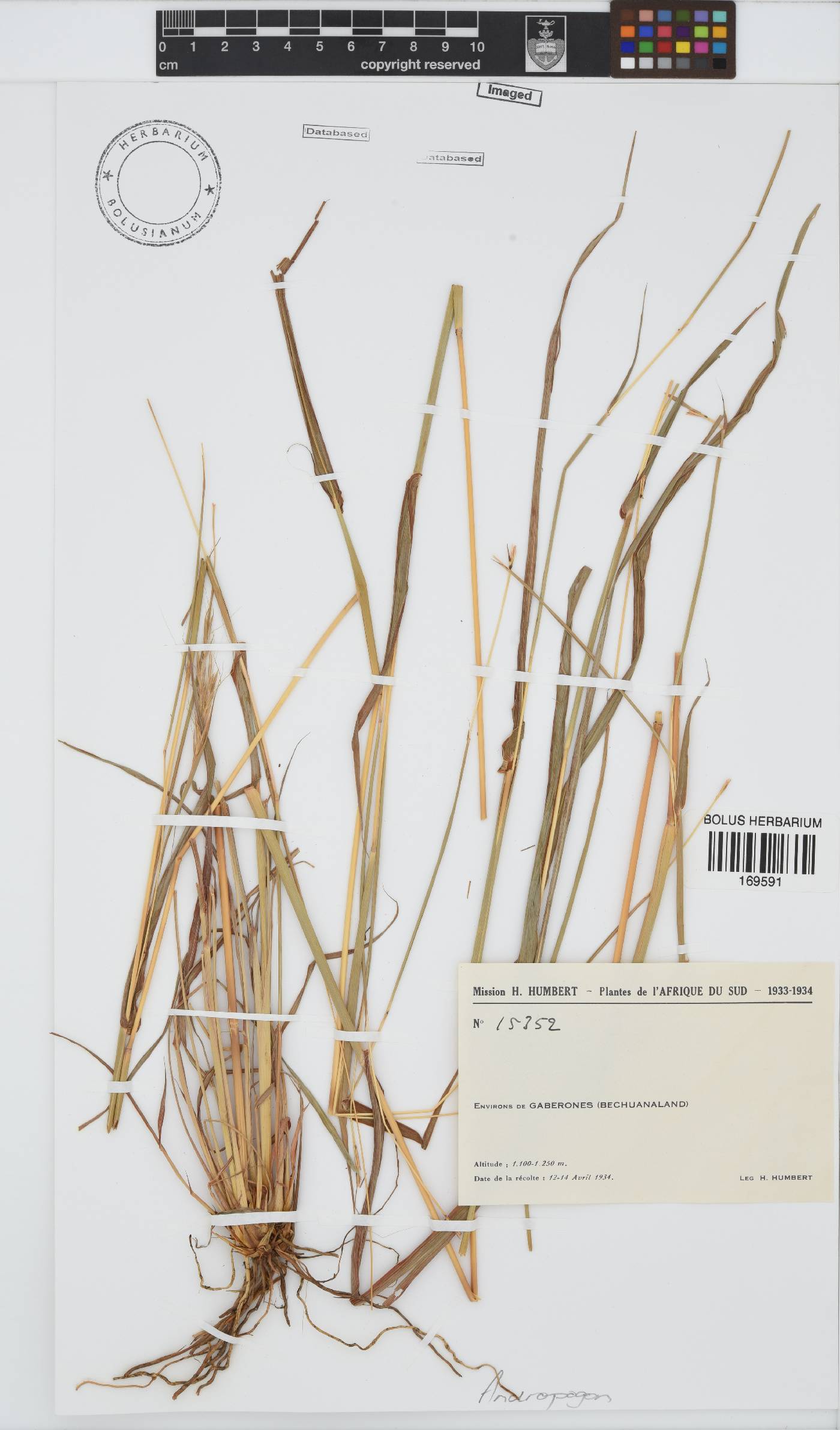 Andropogon image