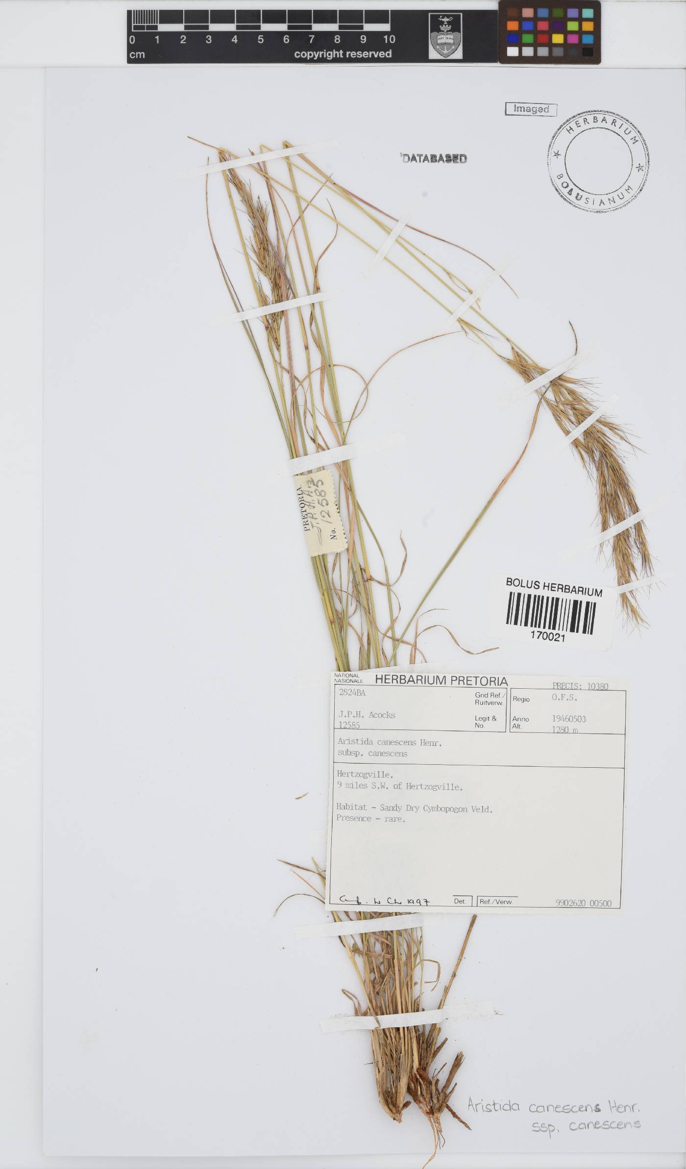 Aristida canescens subsp. canescens image