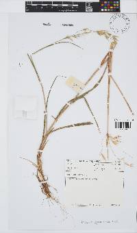 Bromus leptoclados image