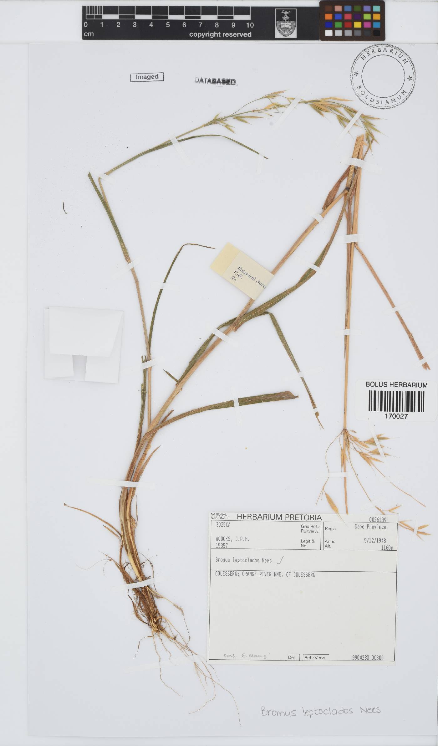 Bromus leptoclados image