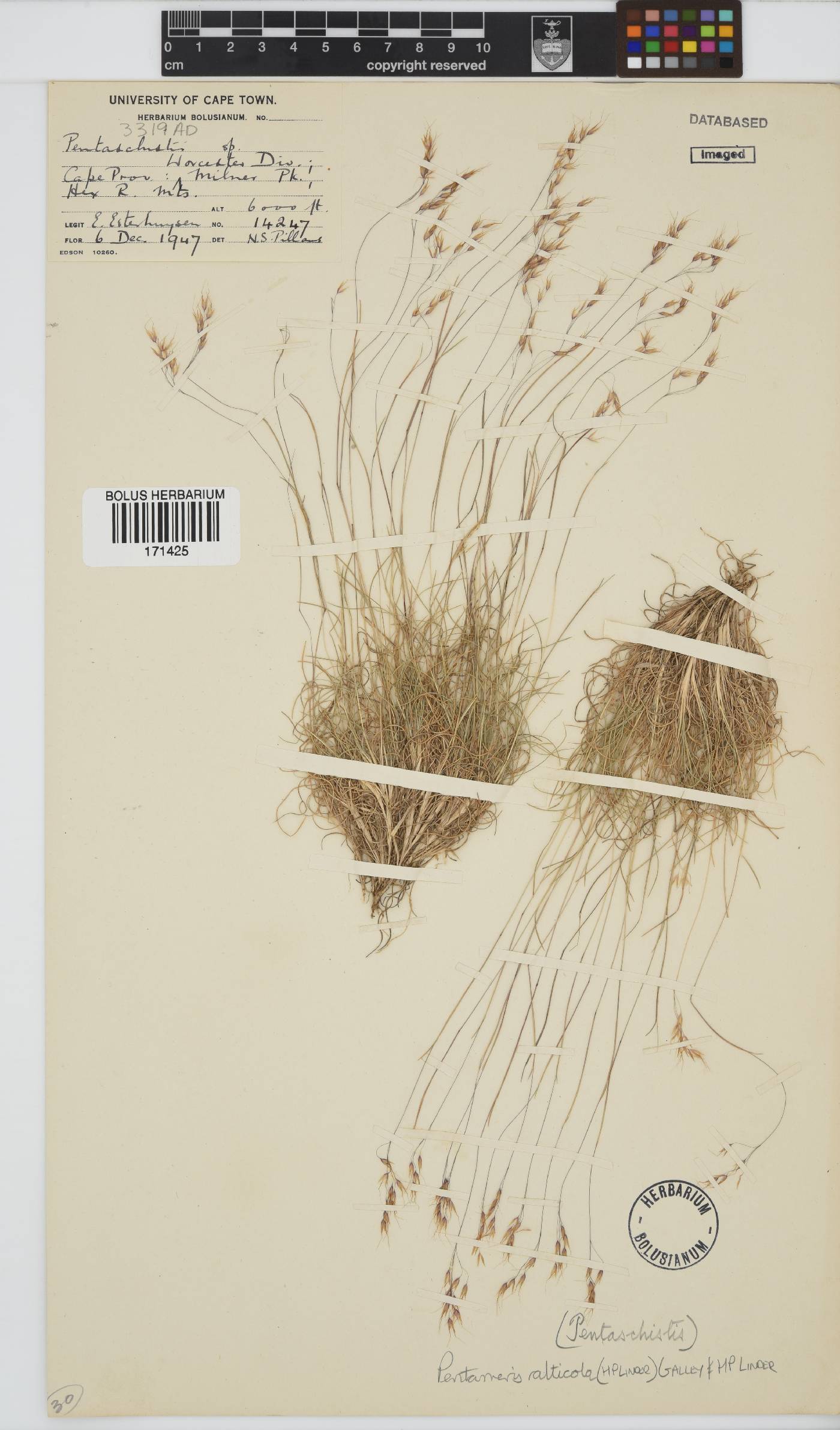 Pentameris alticola image