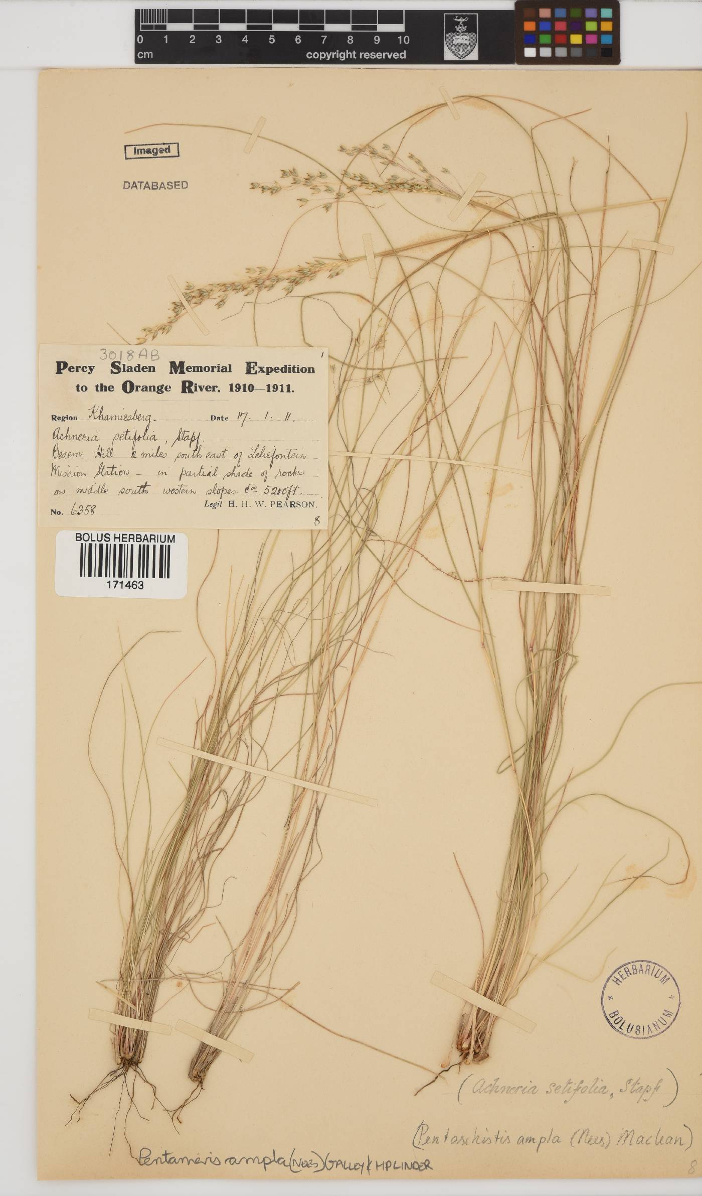 Pentameris ampla image