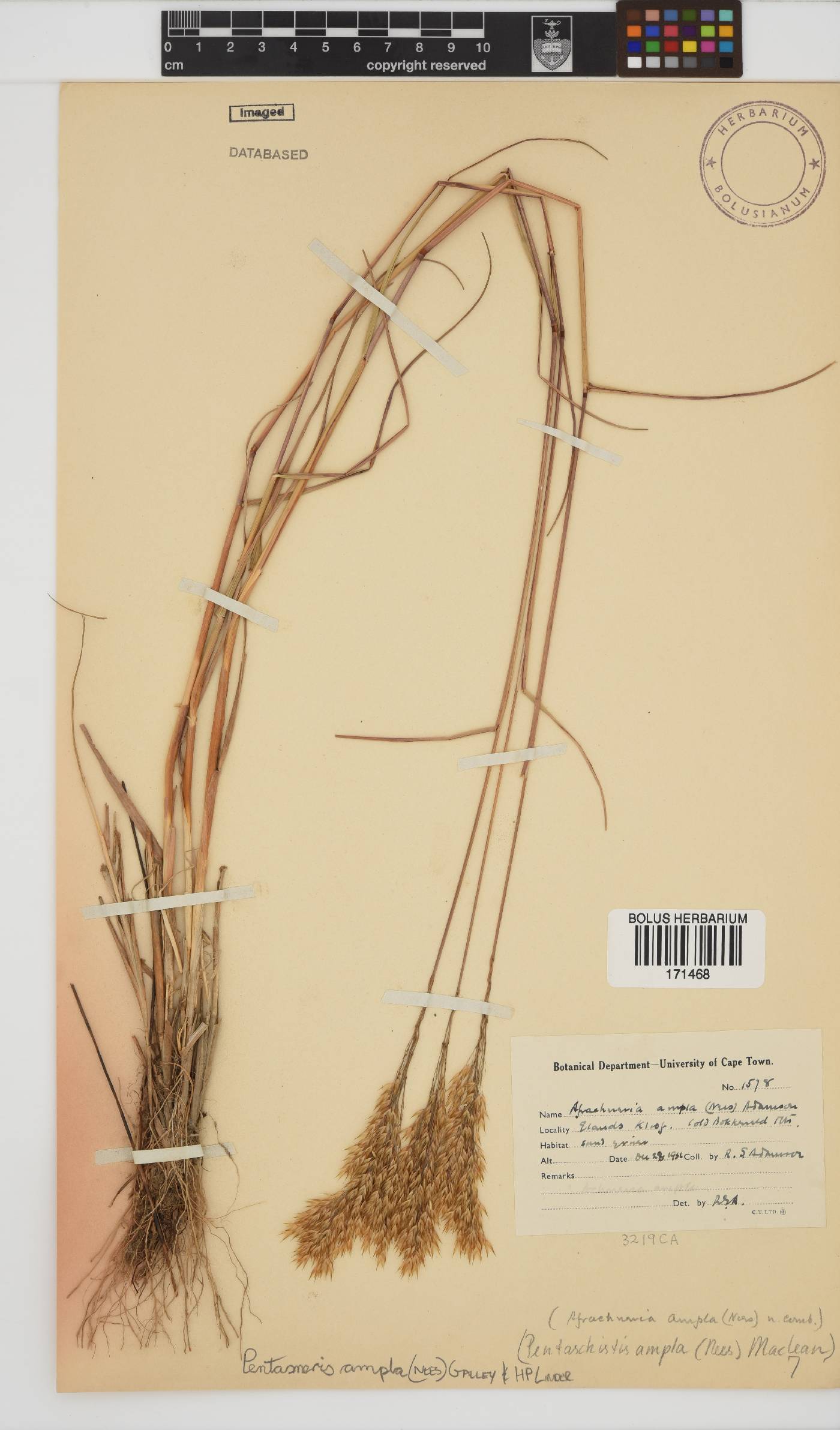 Pentameris ampla image