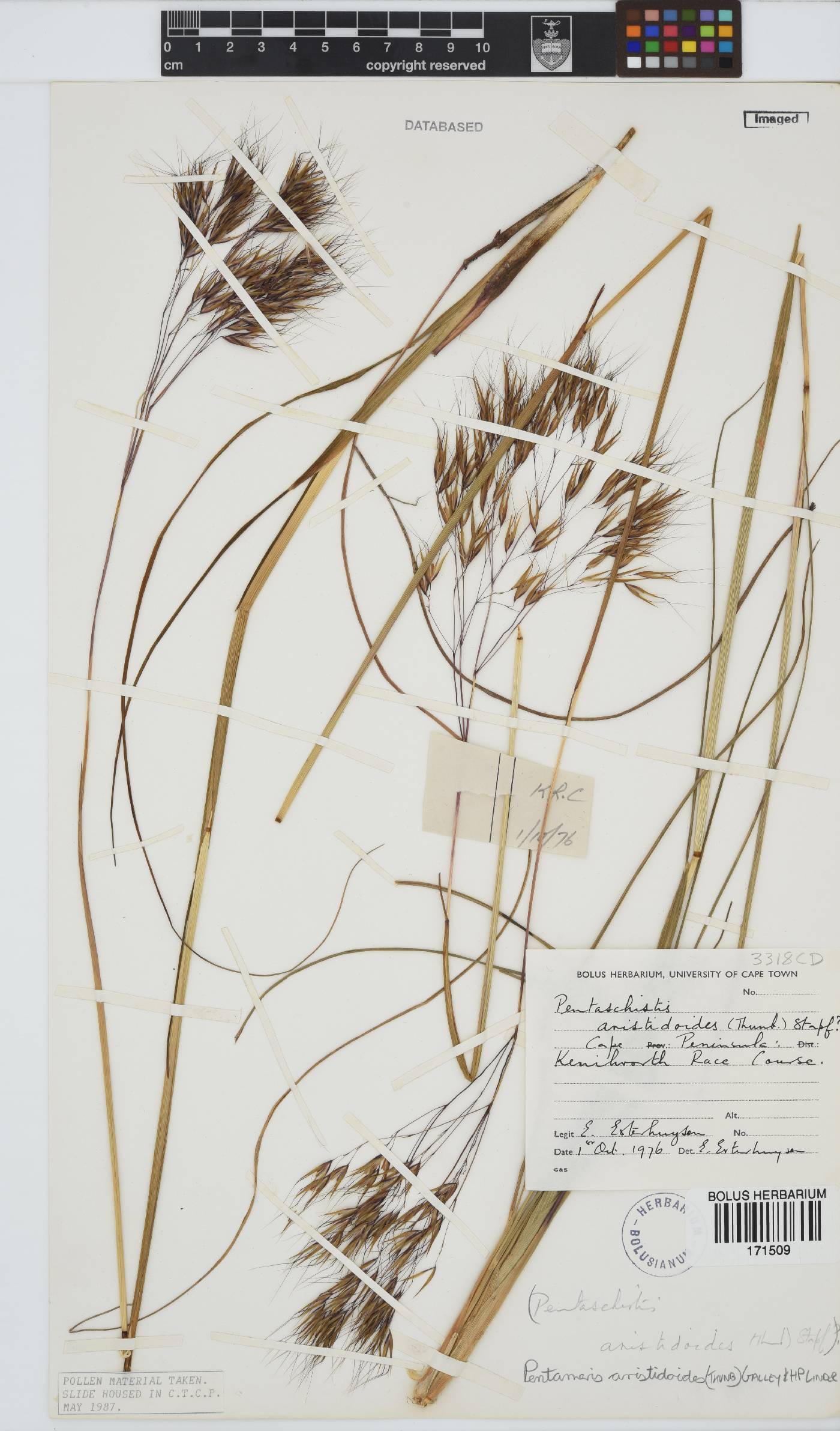 Pentameris aristidoides image