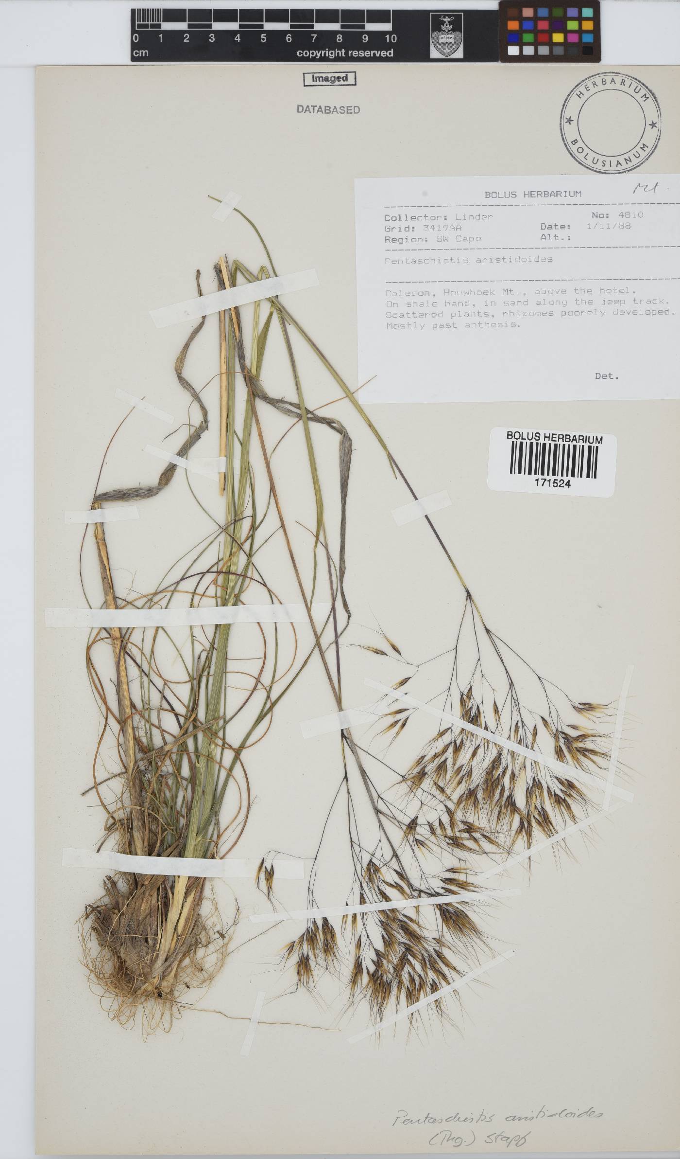 Pentameris aristidoides image