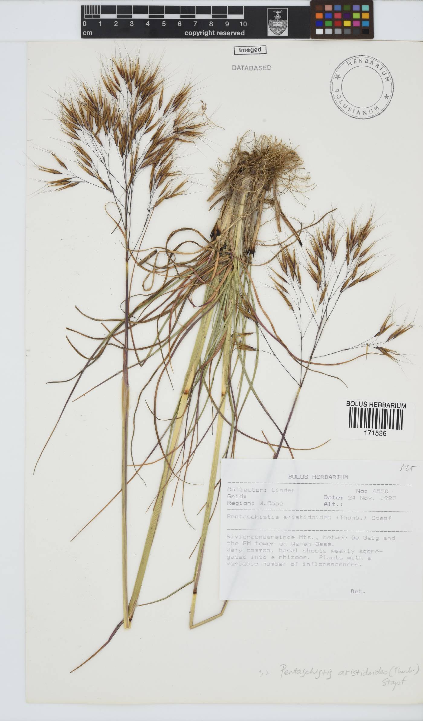 Pentameris aristidoides image