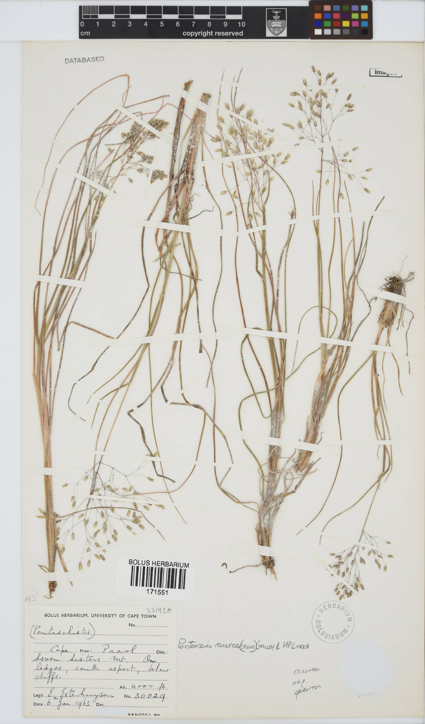 Pentameris aurea subsp. aurea image